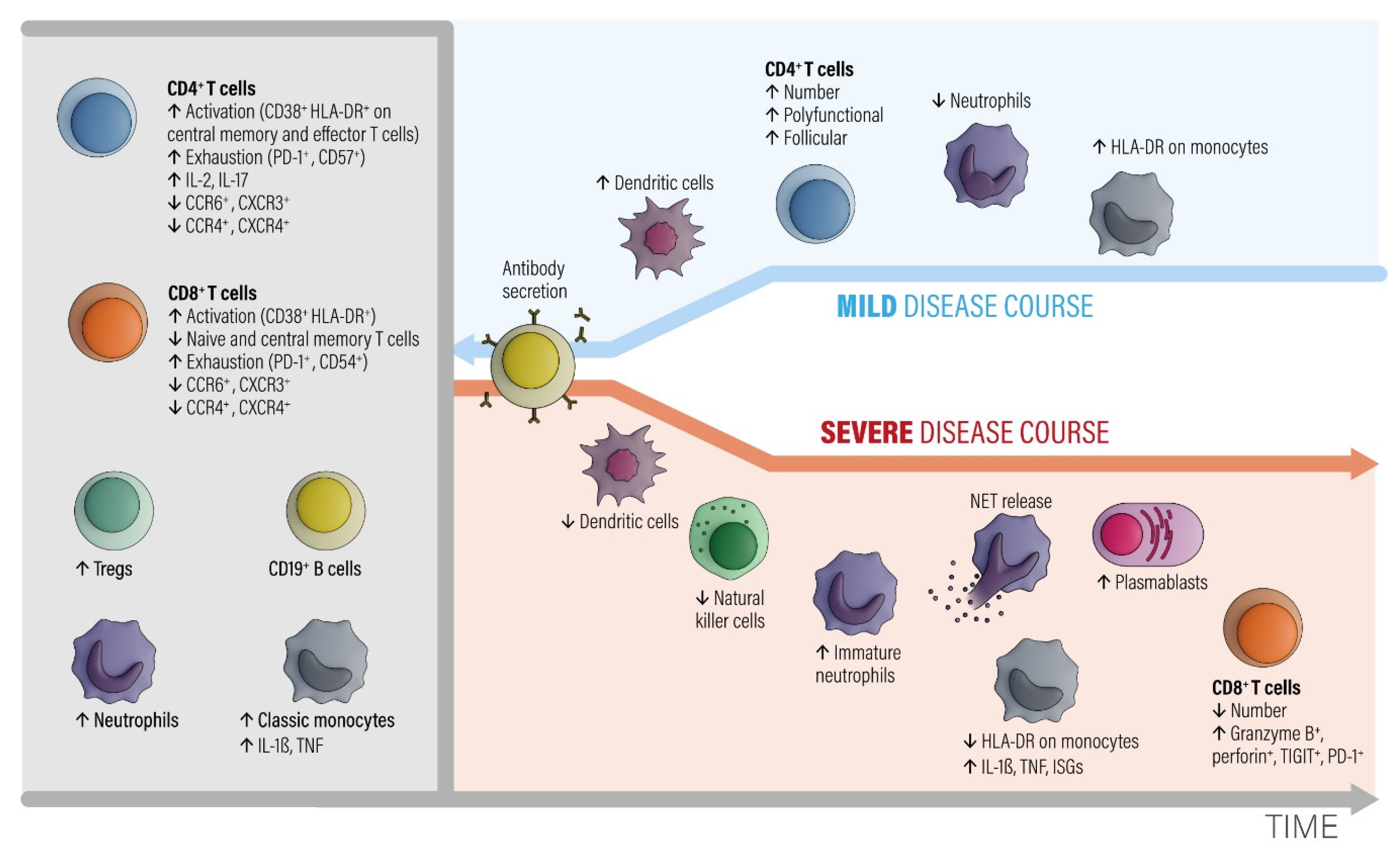 Biomedicines Free Full-text Immune Responses Against Sars-cov-2questions And Experiences Html