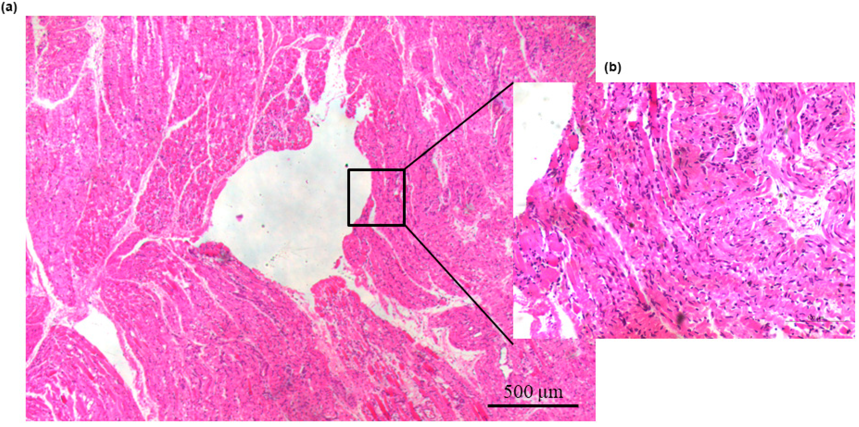 Biomedicines 09 01344 g004 550
