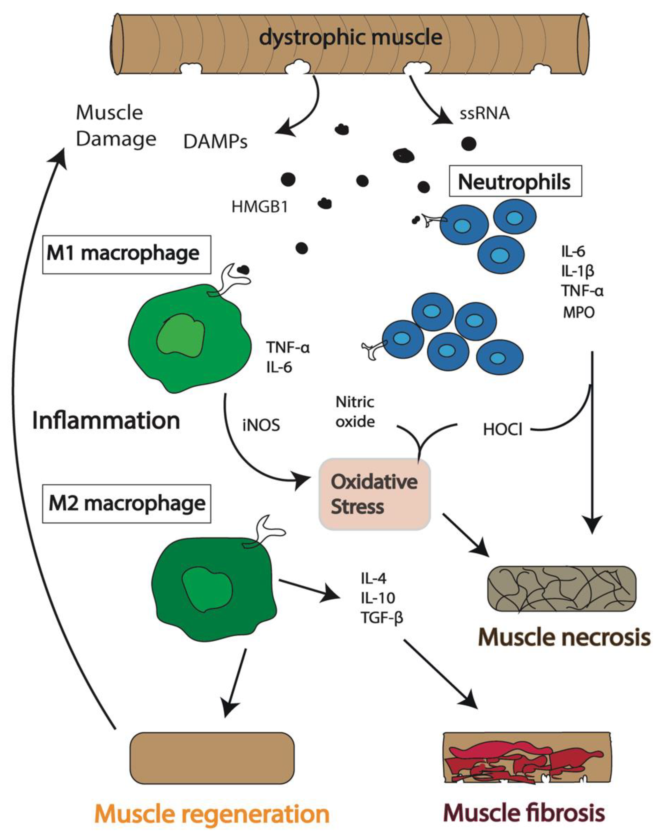Through Which Mechanism Is Duchenne Muscular Dystrophy Acquired Duchenne Muscular Dystrophy Diagram