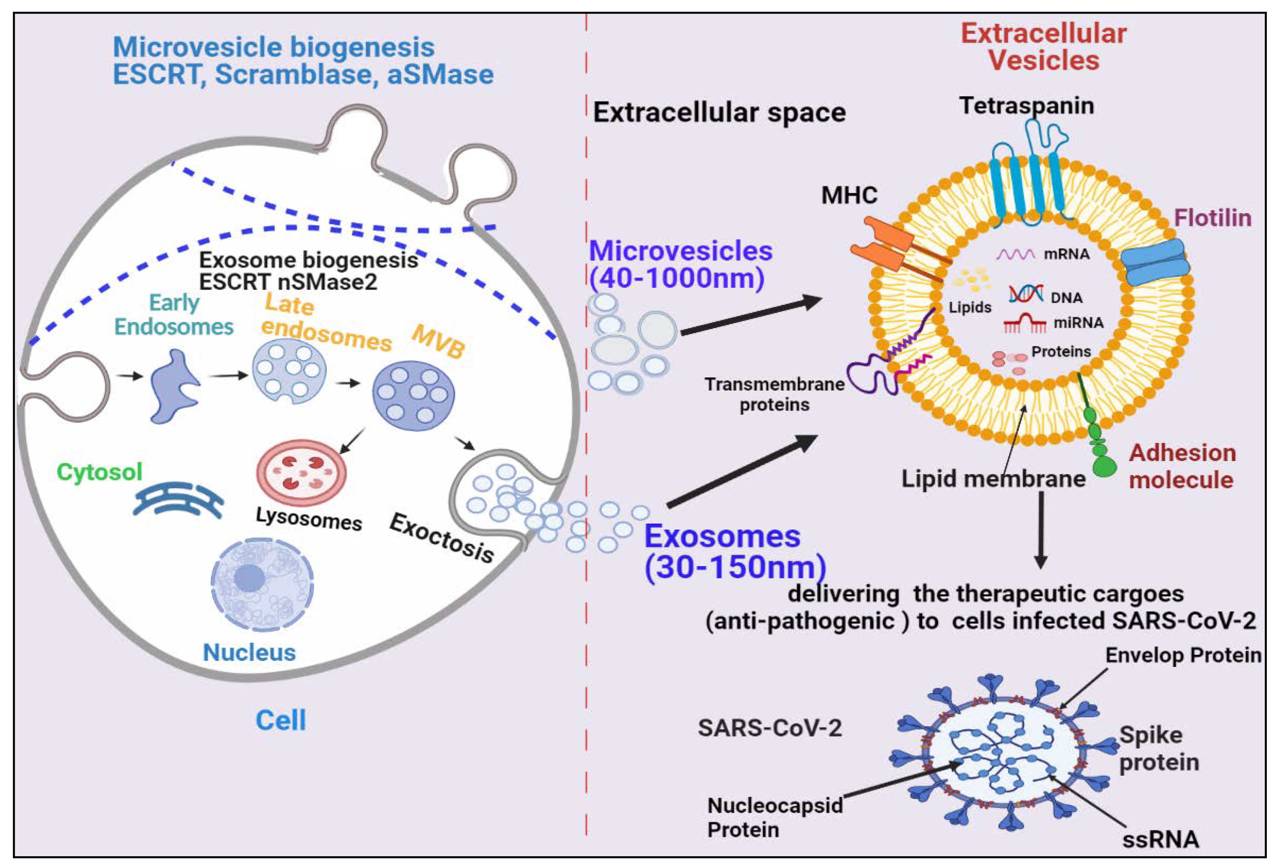 Biomedicines 09 01373 g001