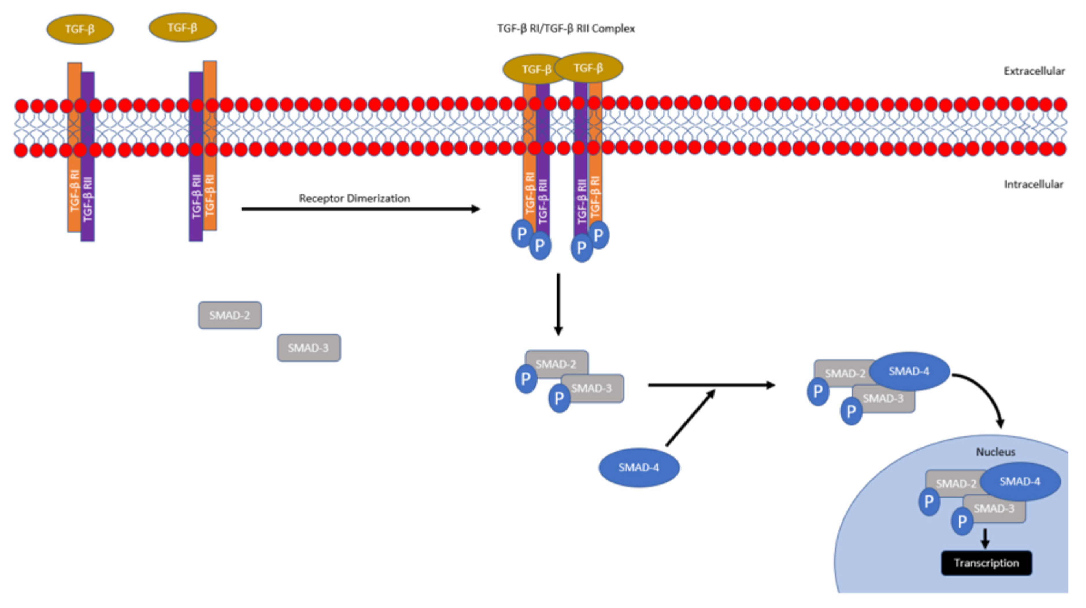 Biomedicines 09 01386 g001 Biomedicines 09 01386 g001