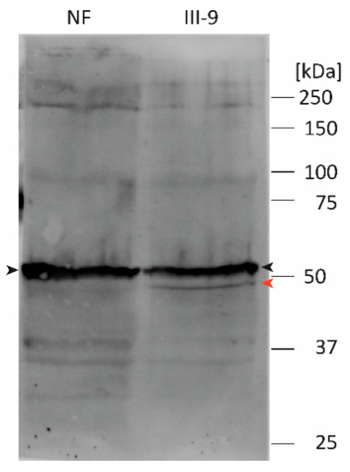 Biomedicines 09 01400 g005