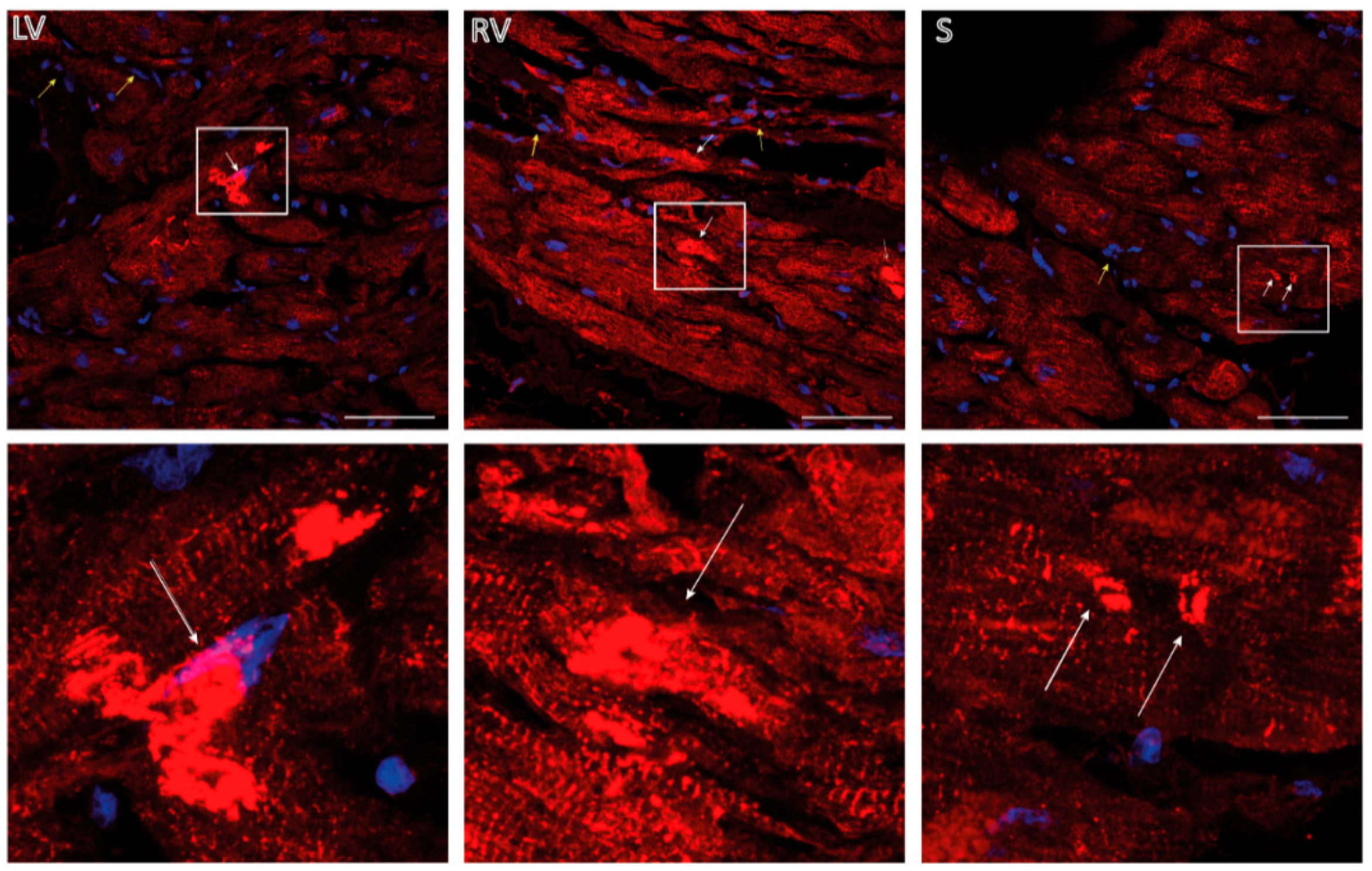 Biomedicines 09 01400 g007