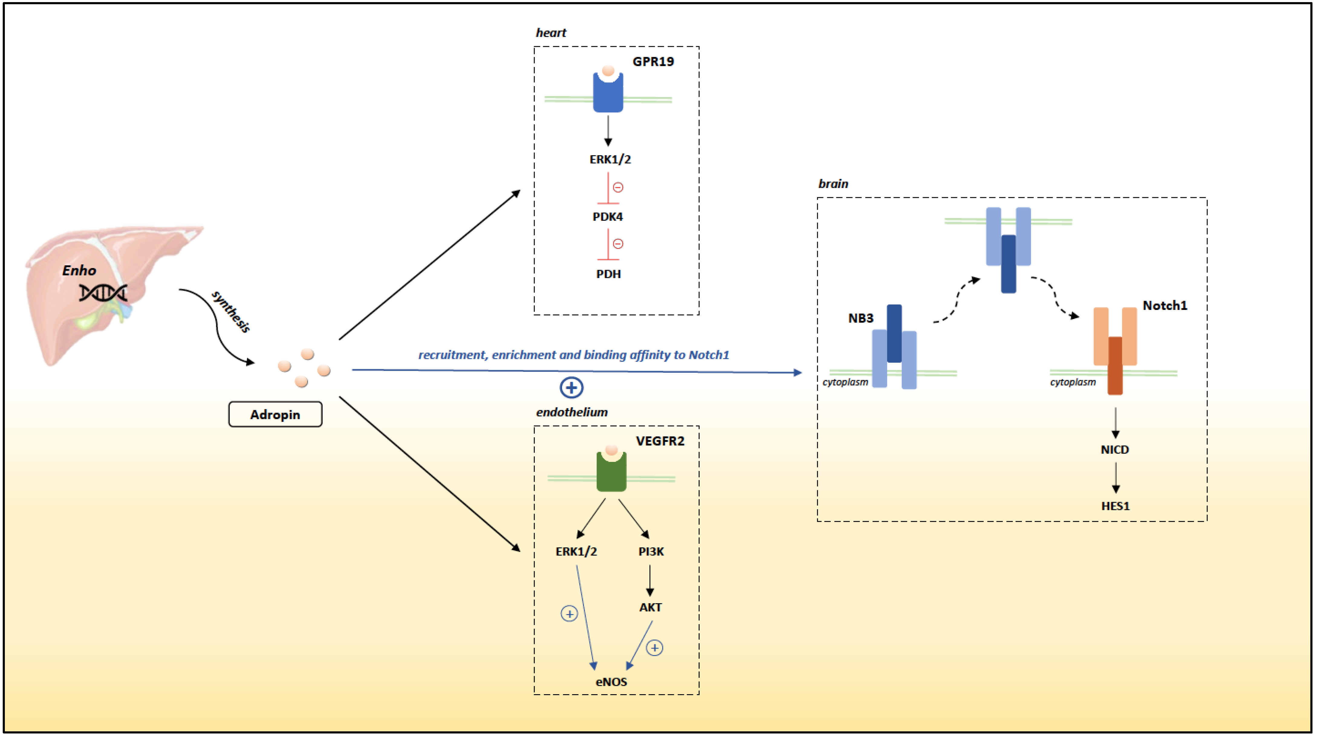 Biomedicines 09 01407 g001 550