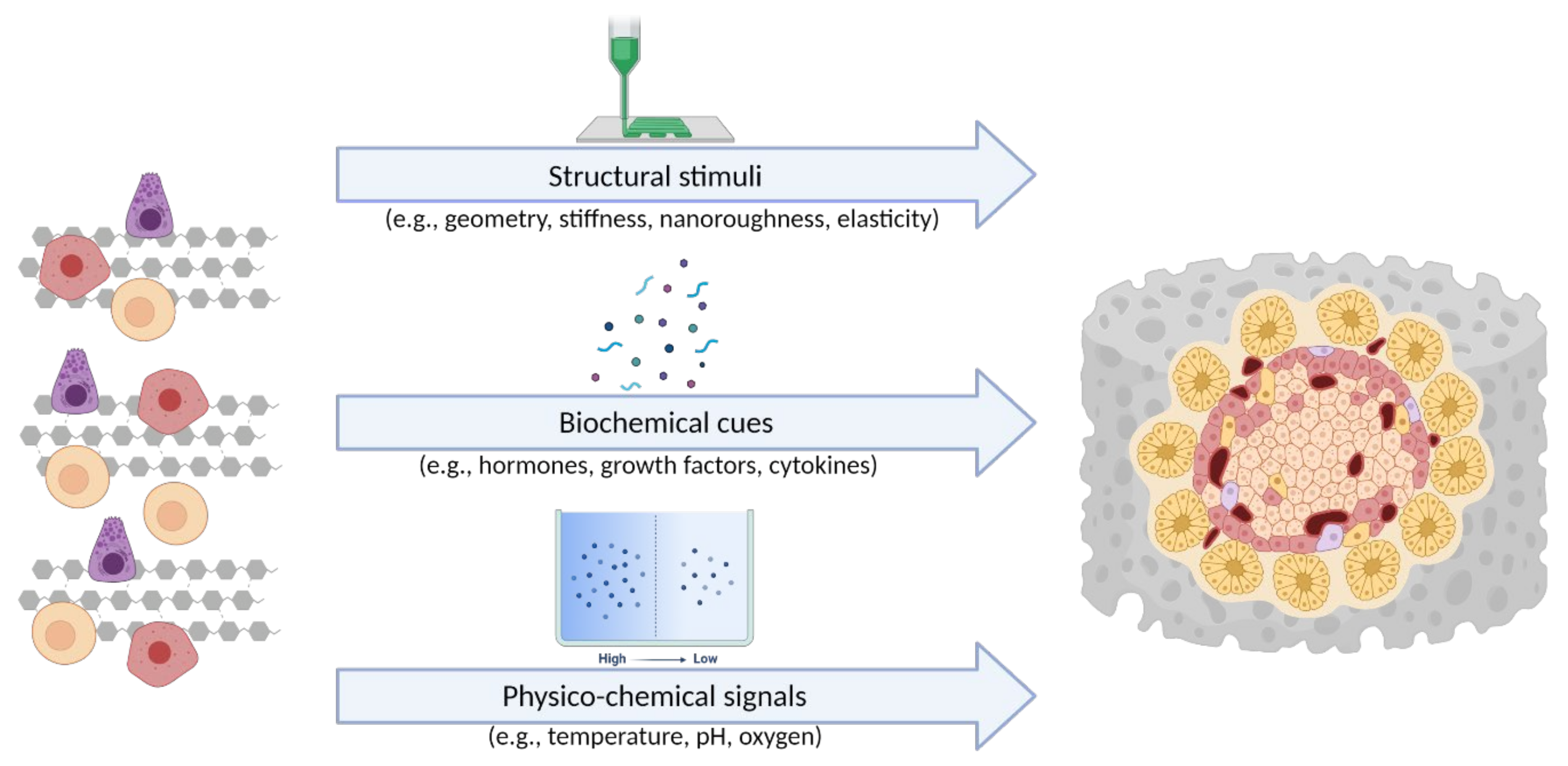 Biomedicines 09 01415 g003 Biomedicines 09 01415 g003