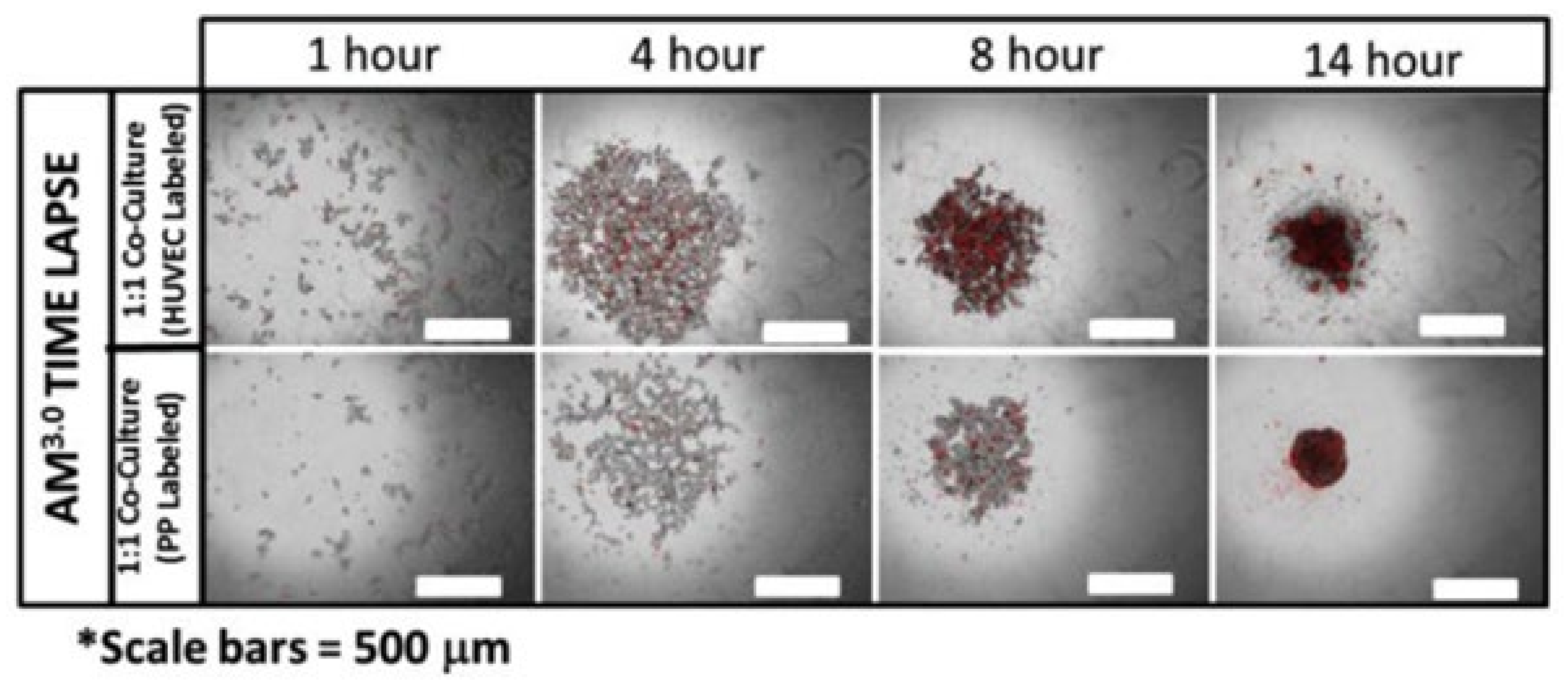 Biomedicines 09 01415 g004 Biomedicines 09 01415 g004