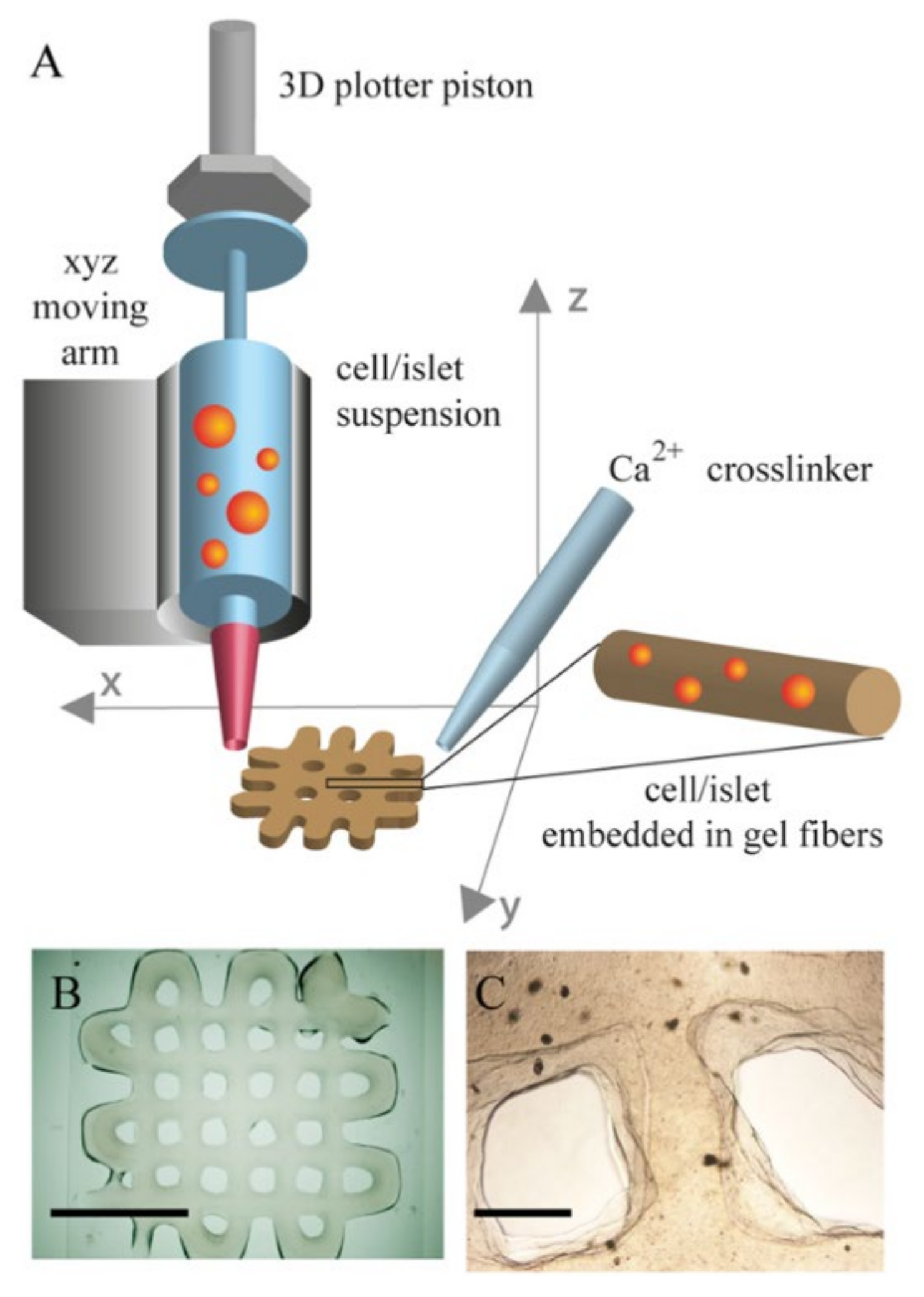 Biomedicines 09 01415 g005 Biomedicines 09 01415 g005