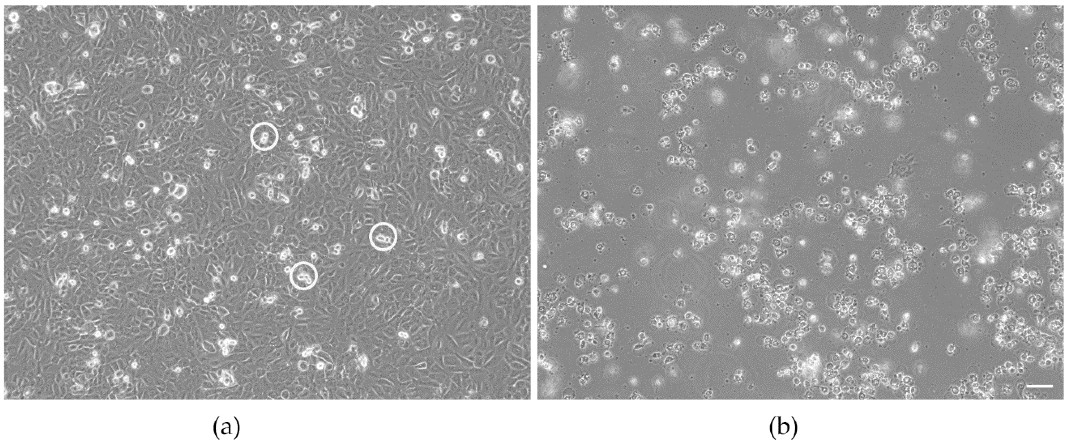 Biomedicines 09 01419 g002 Biomedicines 09 01419 g002