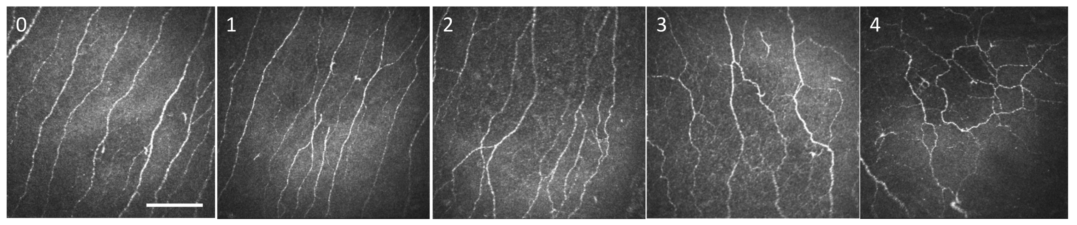 Biomedicines 09 01424 g002
