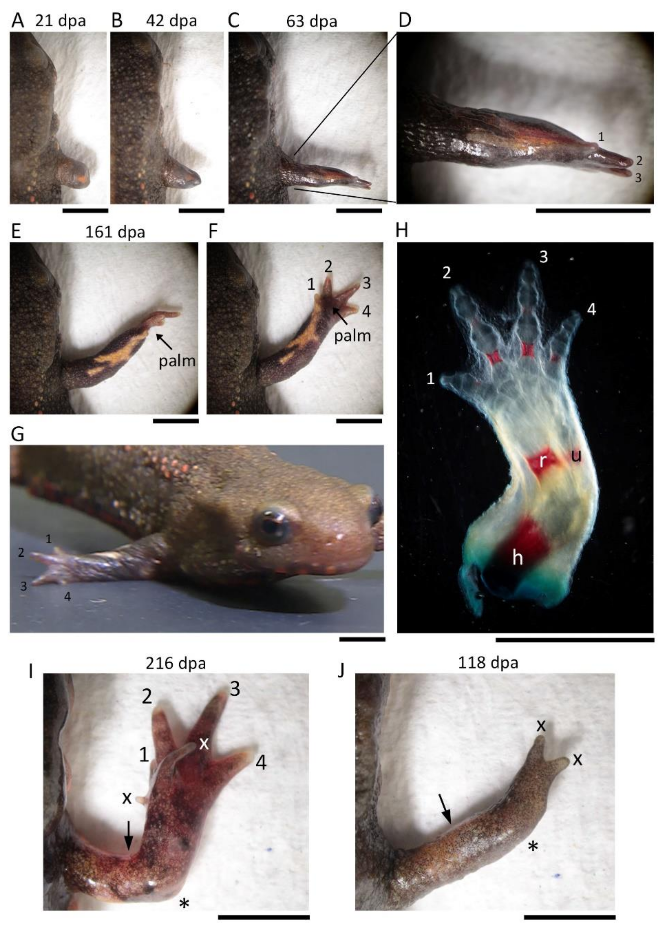 Biomedicines 09 01426 g002 550