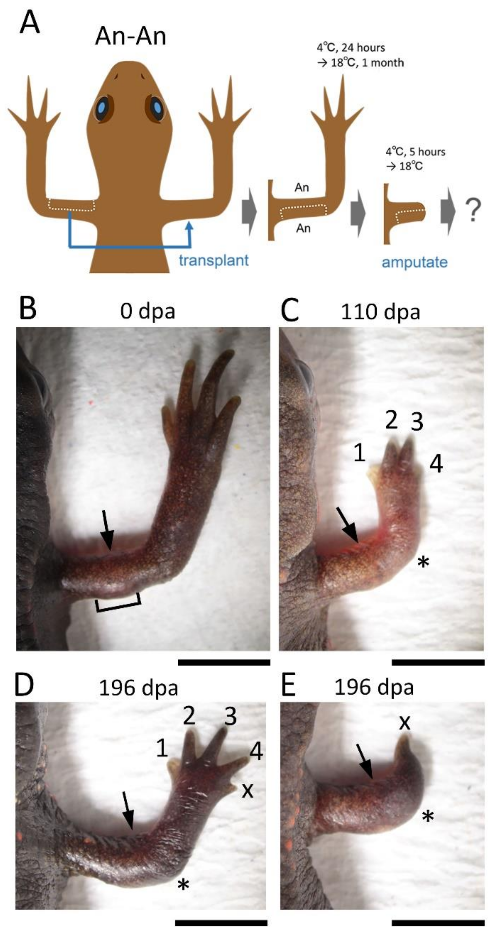 Biomedicines 09 01426 g003 550