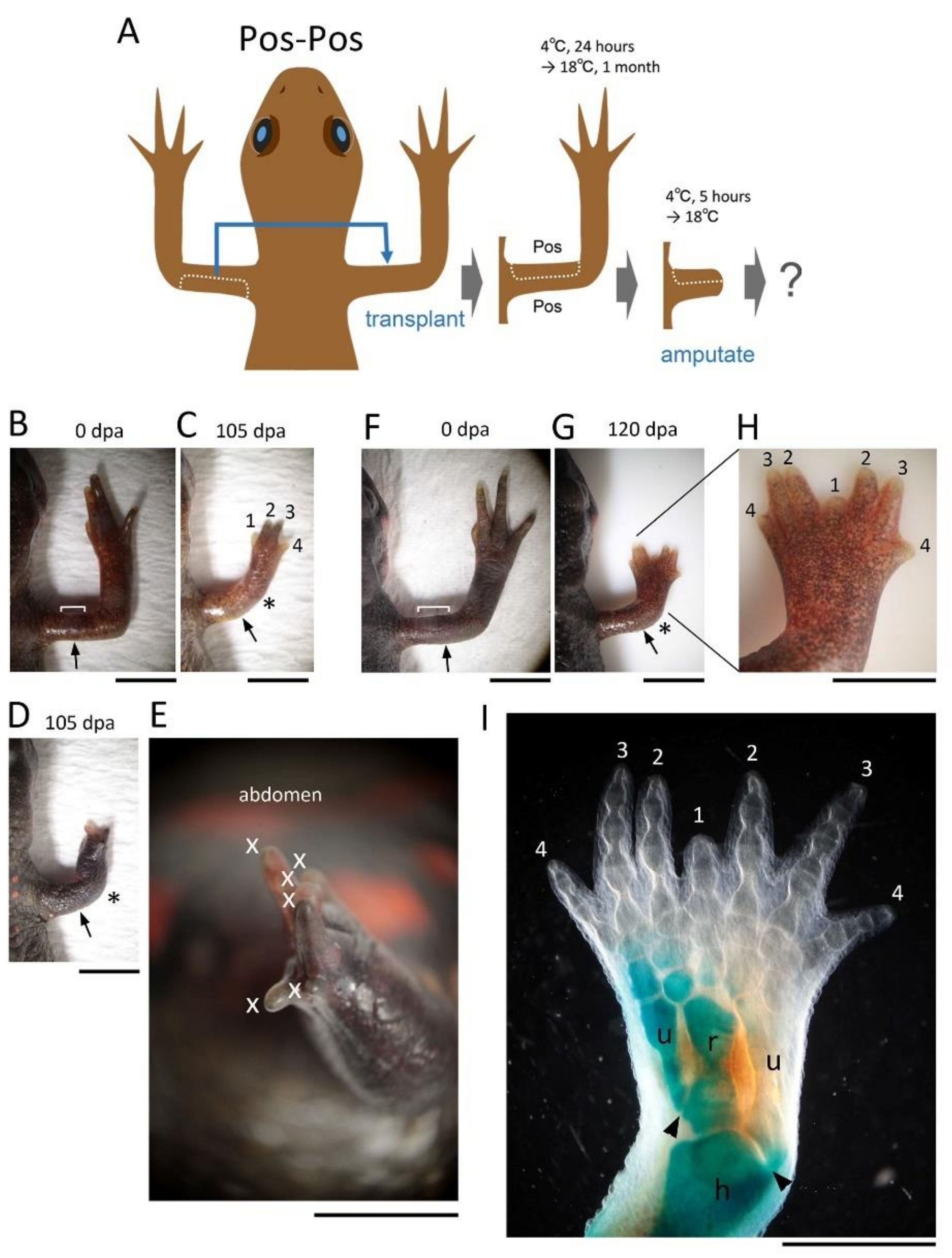 Biomedicines 09 01426 g004 550