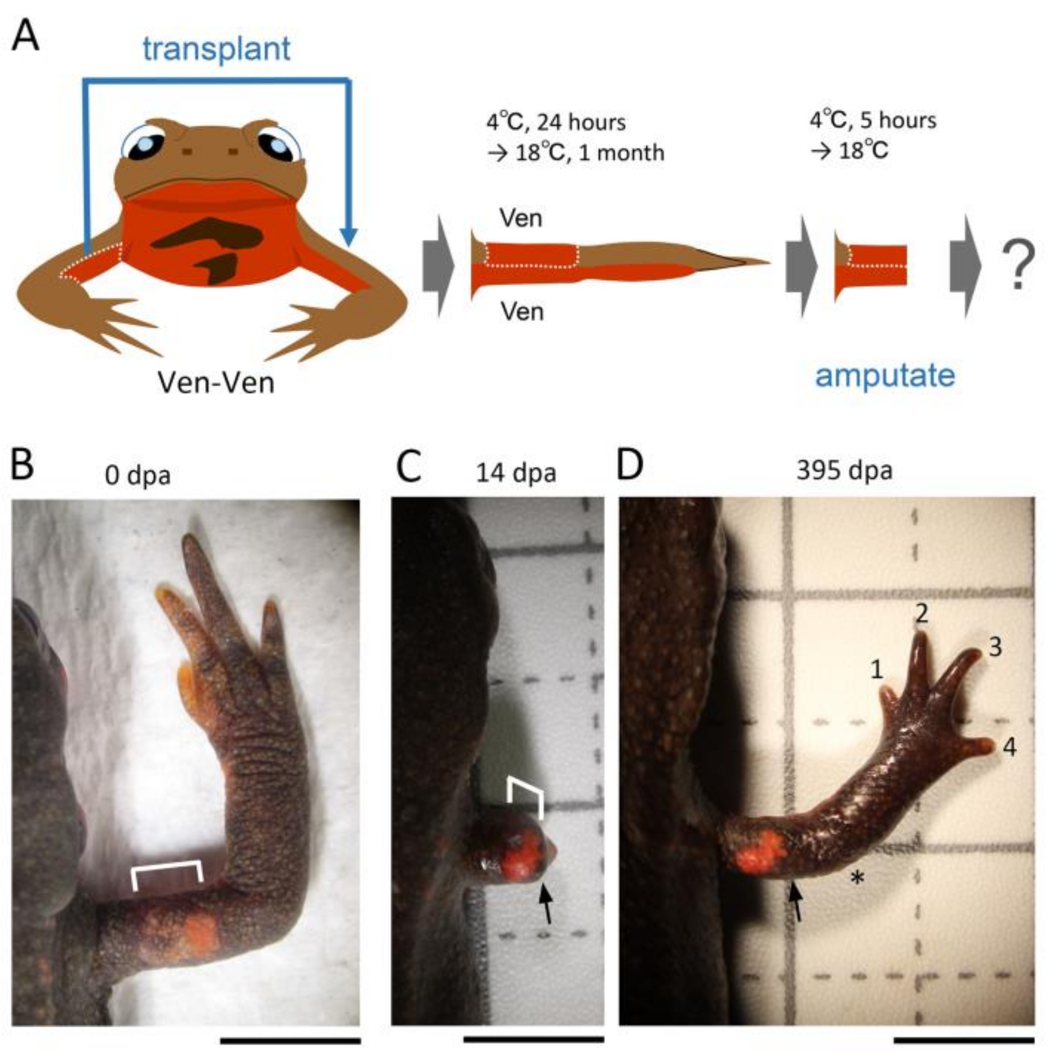 Biomedicines 09 01426 g005 550