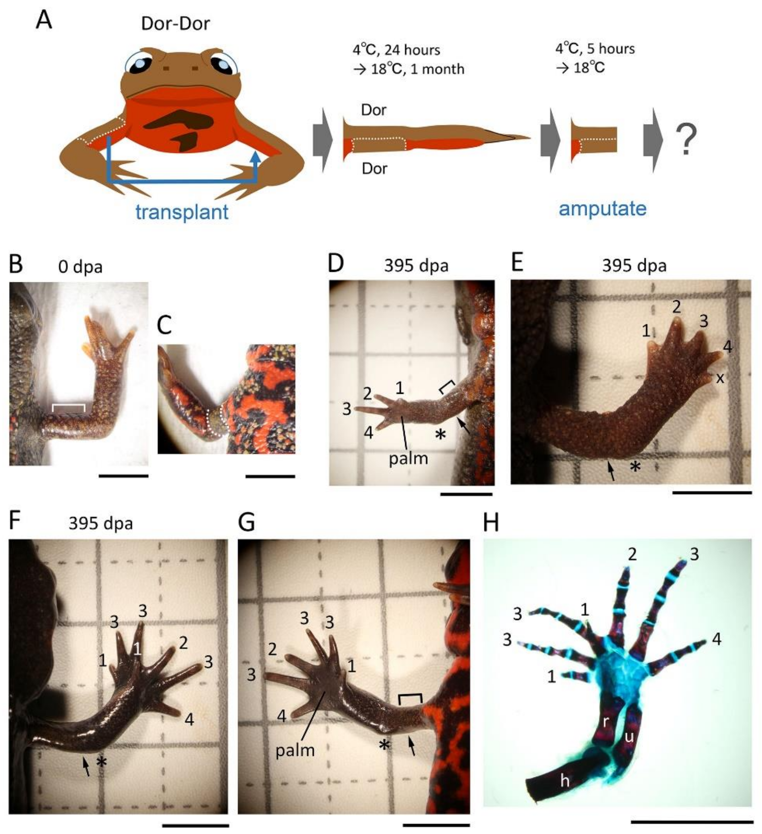 Biomedicines 09 01426 g006 550