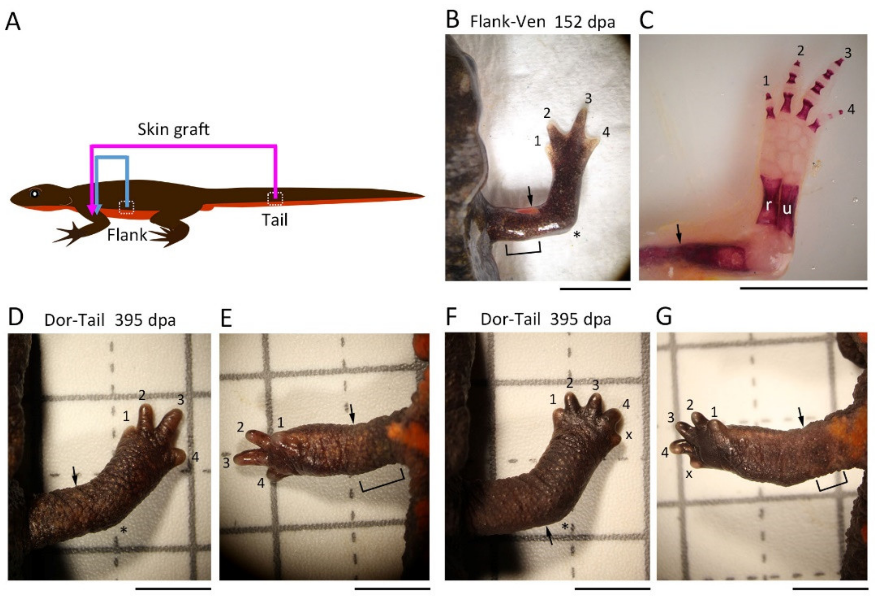 Biomedicines 09 01426 g007 550