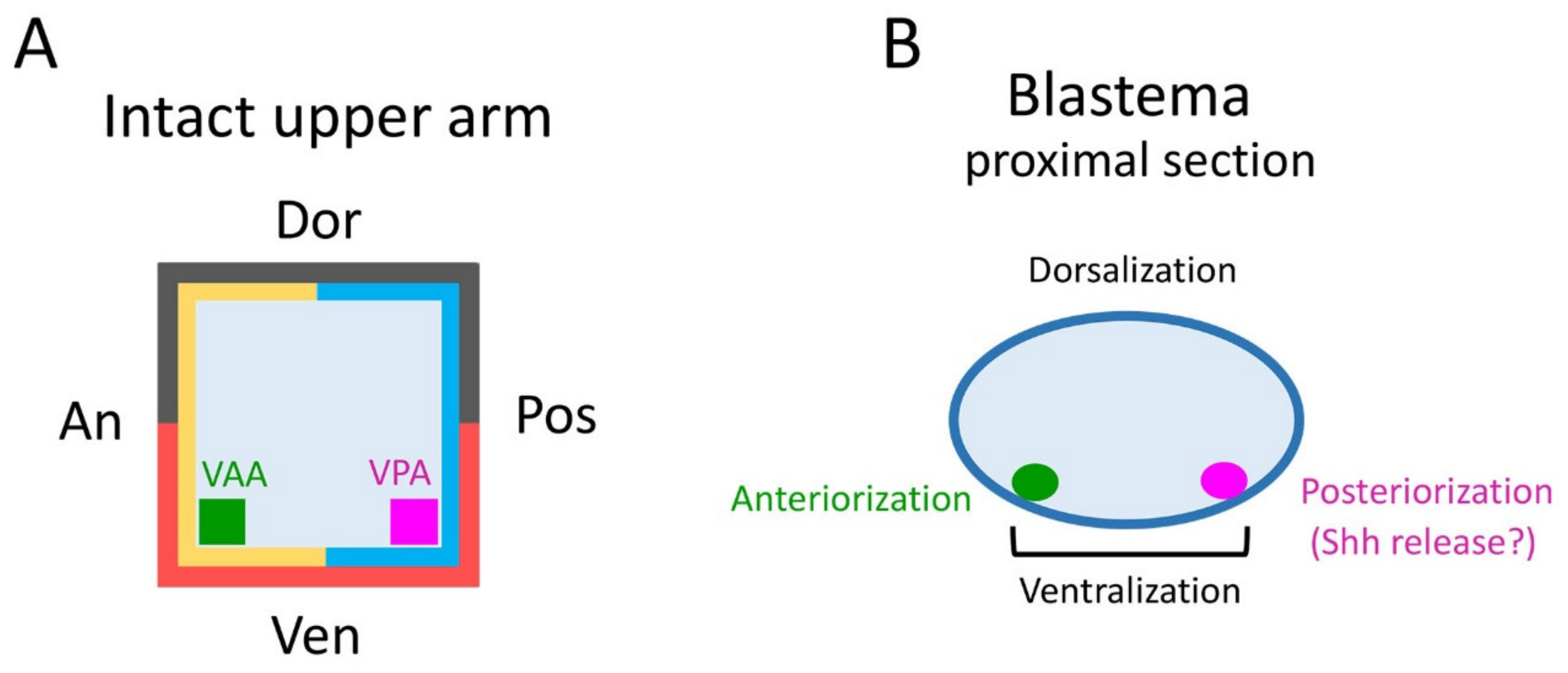 Biomedicines 09 01426 g008 550