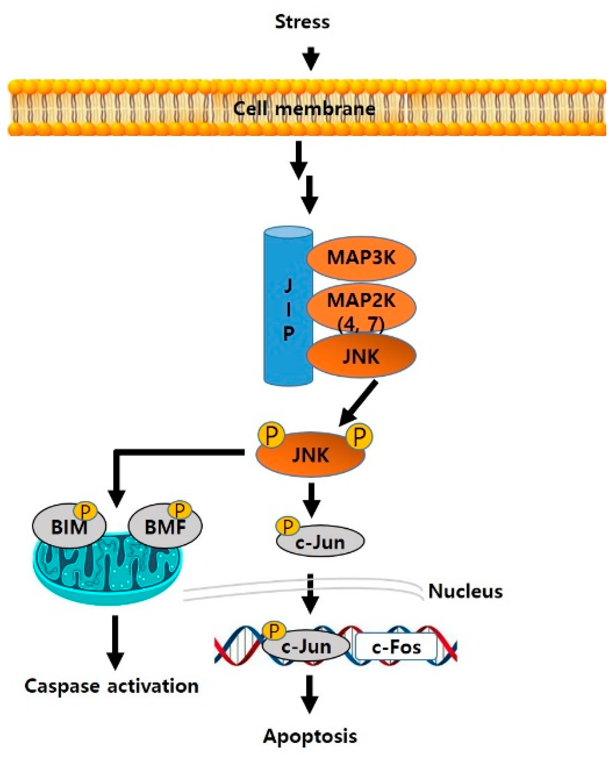 Biomedicines 09 01431 g001 550