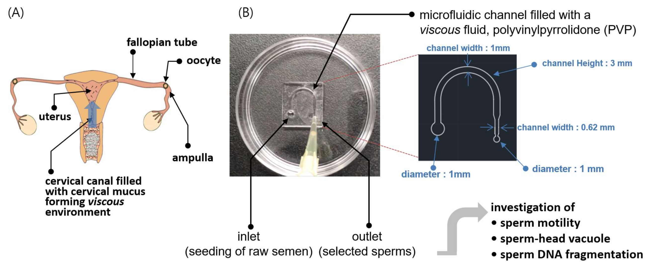 Egg White Cervical Mucus Vs Sperm