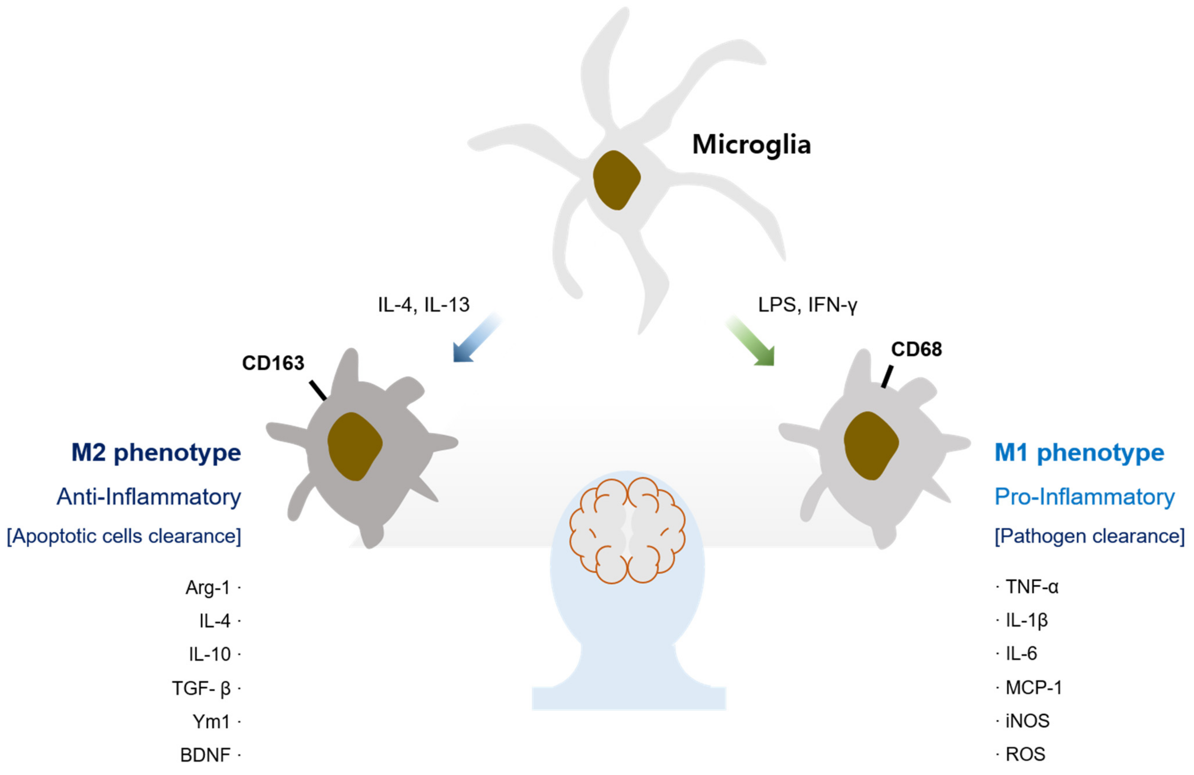 Biomedicines 09 01449 g001 550