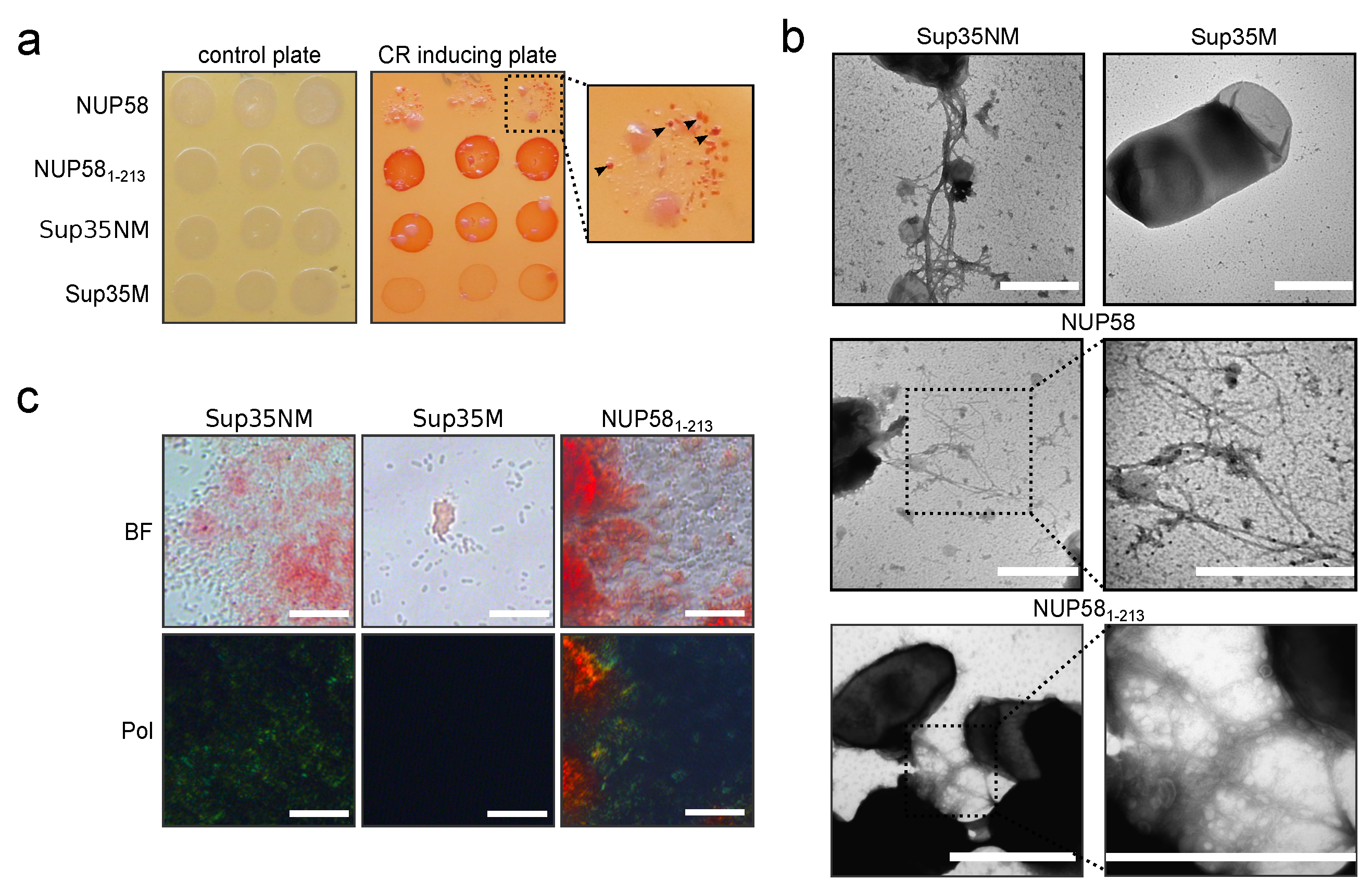 Biomedicines 09 01451 g004 Biomedicines 09 01451 g004