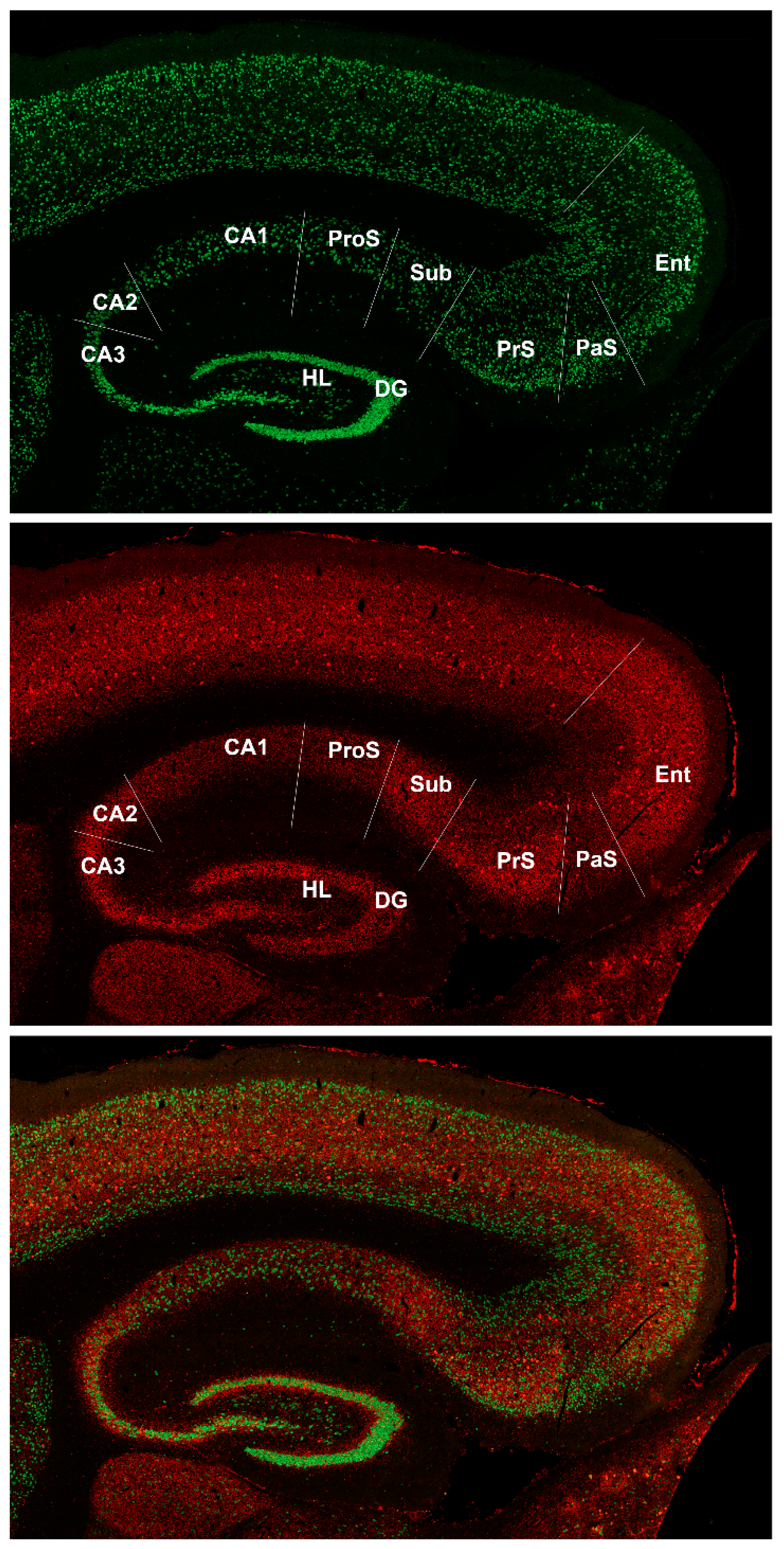 Biomedicines 09 01454 g002 550