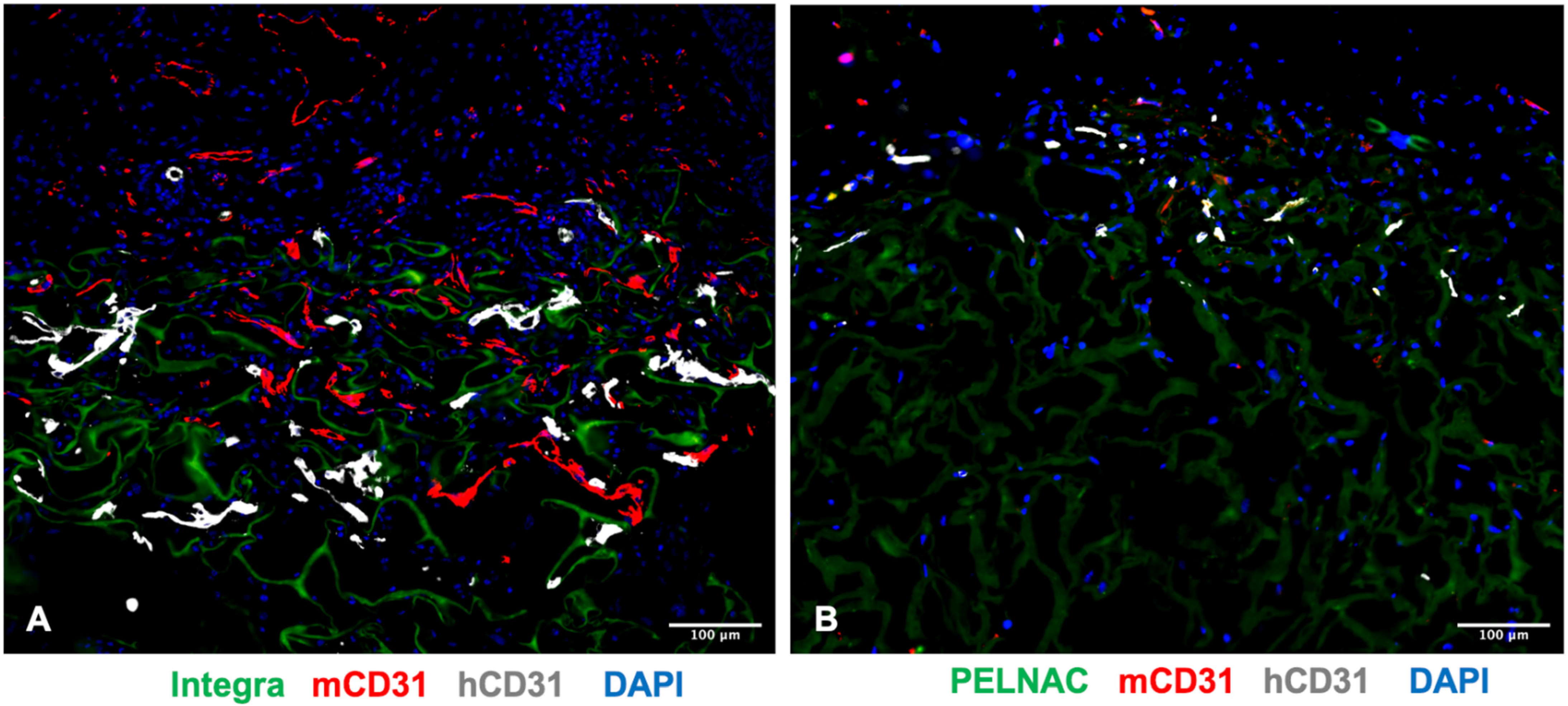 Biomedicines 09 01458 g006 550