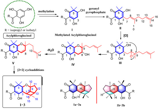 Unprecedented Monoterpenoid Polyprenylated Acylphloroglucinols