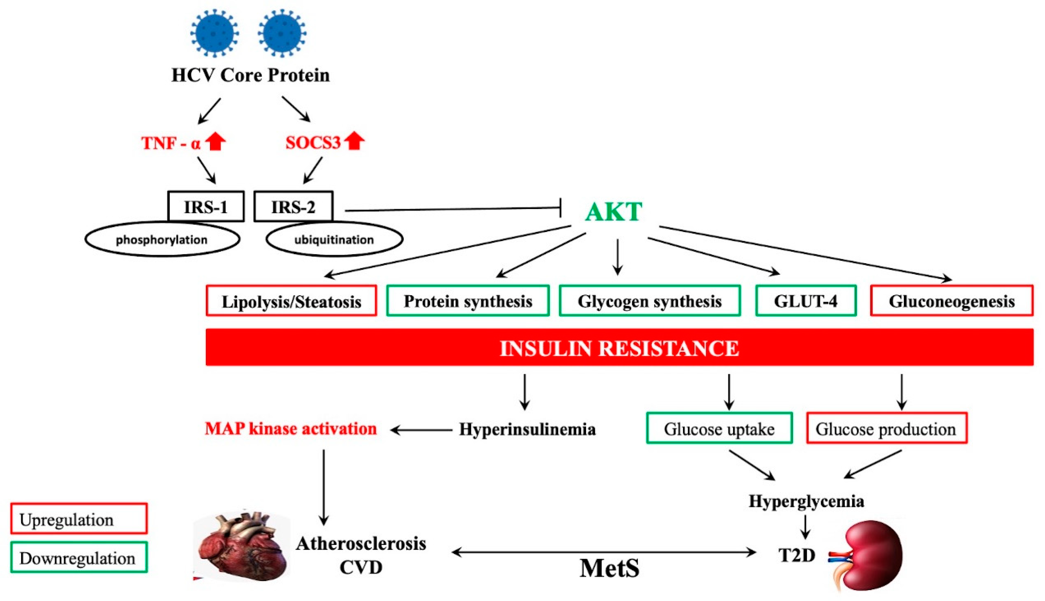 Biomedicines 09 01491 g002 Biomedicines 09 01491 g002