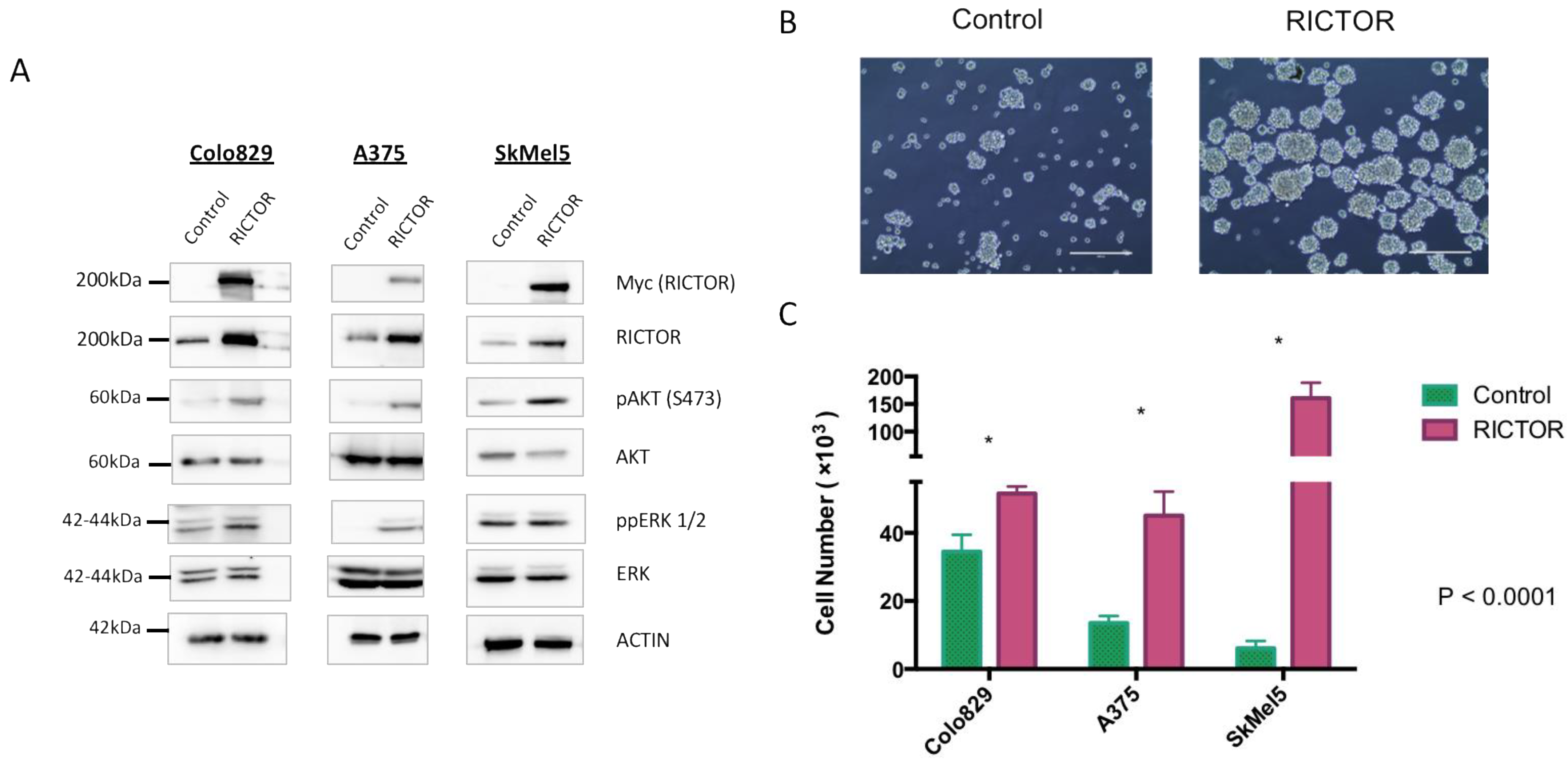 Biomedicines 09 01498 g002 Biomedicines 09 01498 g002