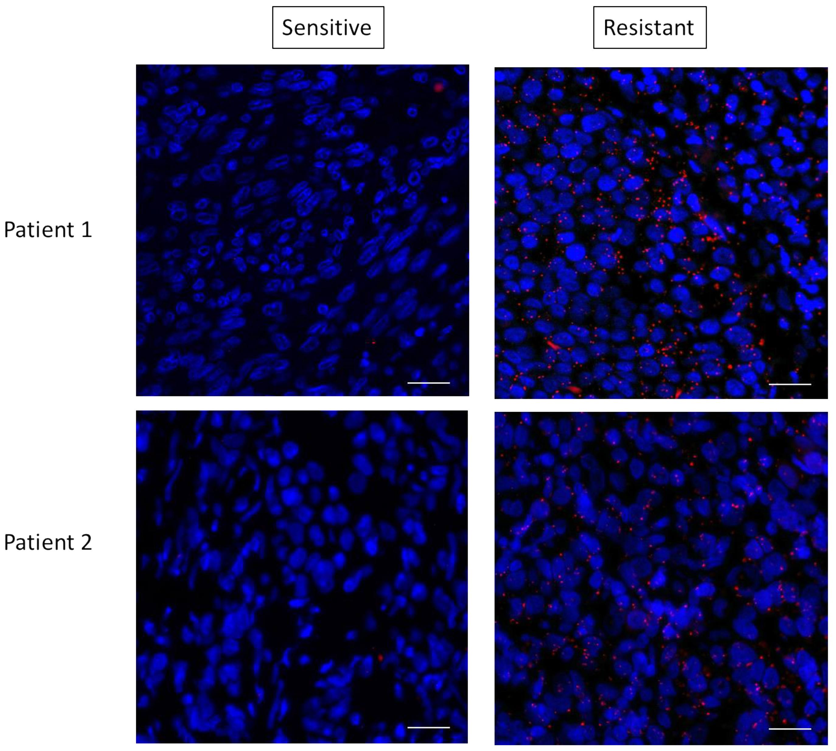 Biomedicines 09 01498 g007 Biomedicines 09 01498 g007