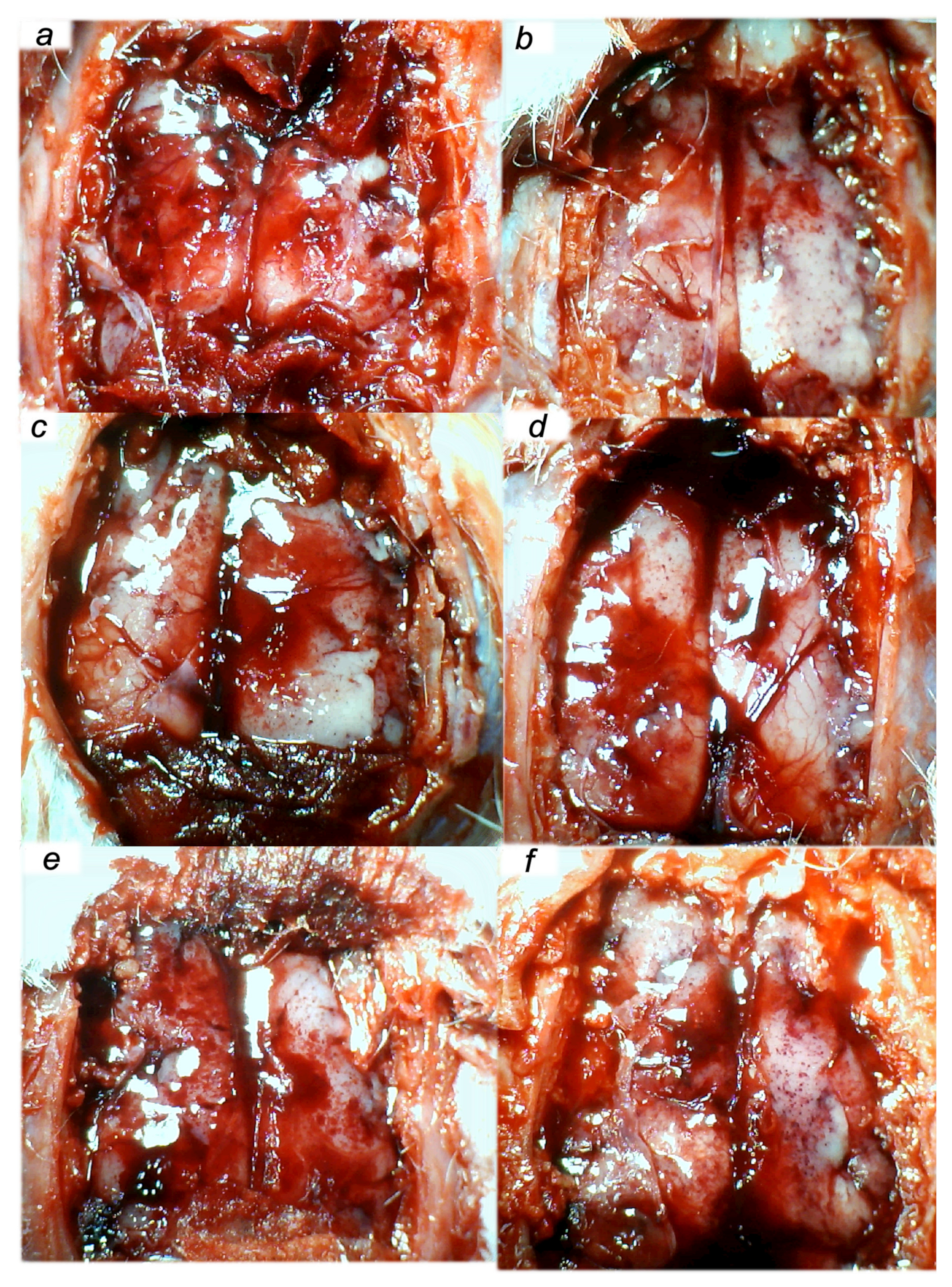 Biomedicines 09 01506 g011