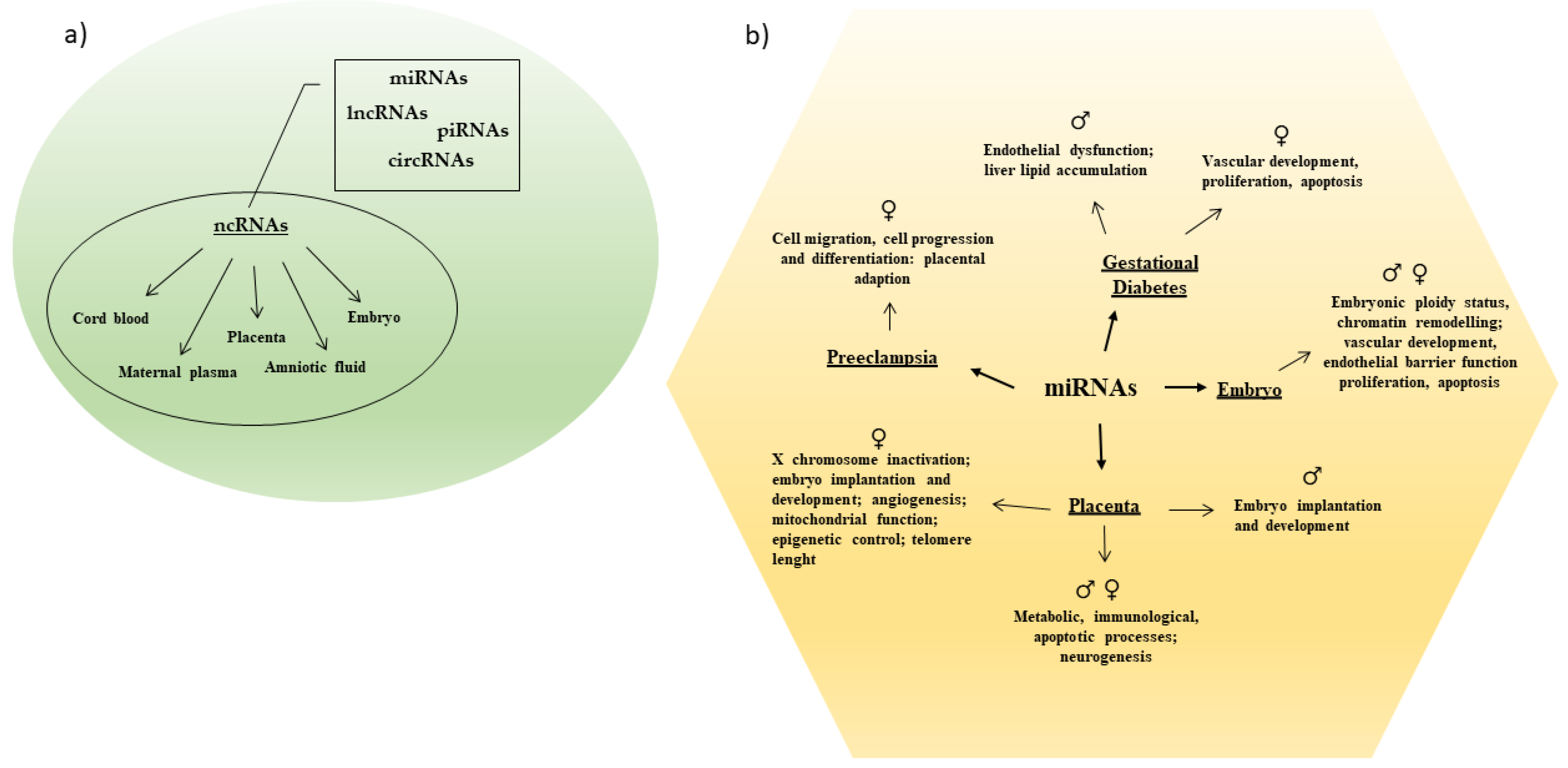 Biomedicines Free Full-Text Significance of Sex Differences in ncRNAs Expression and Function in Pregnancy and Related Complications