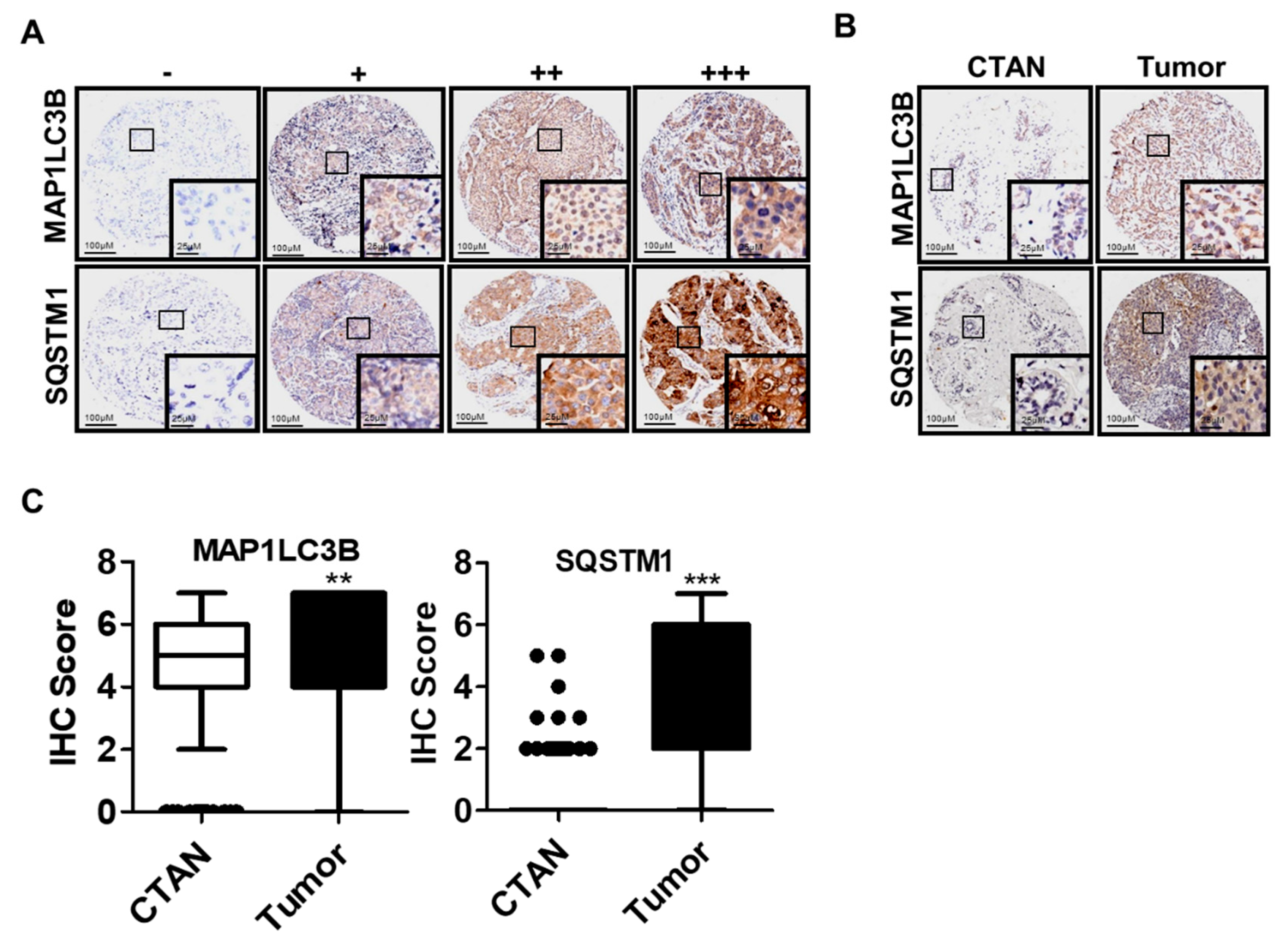 Biomedicines 09 01514 g001