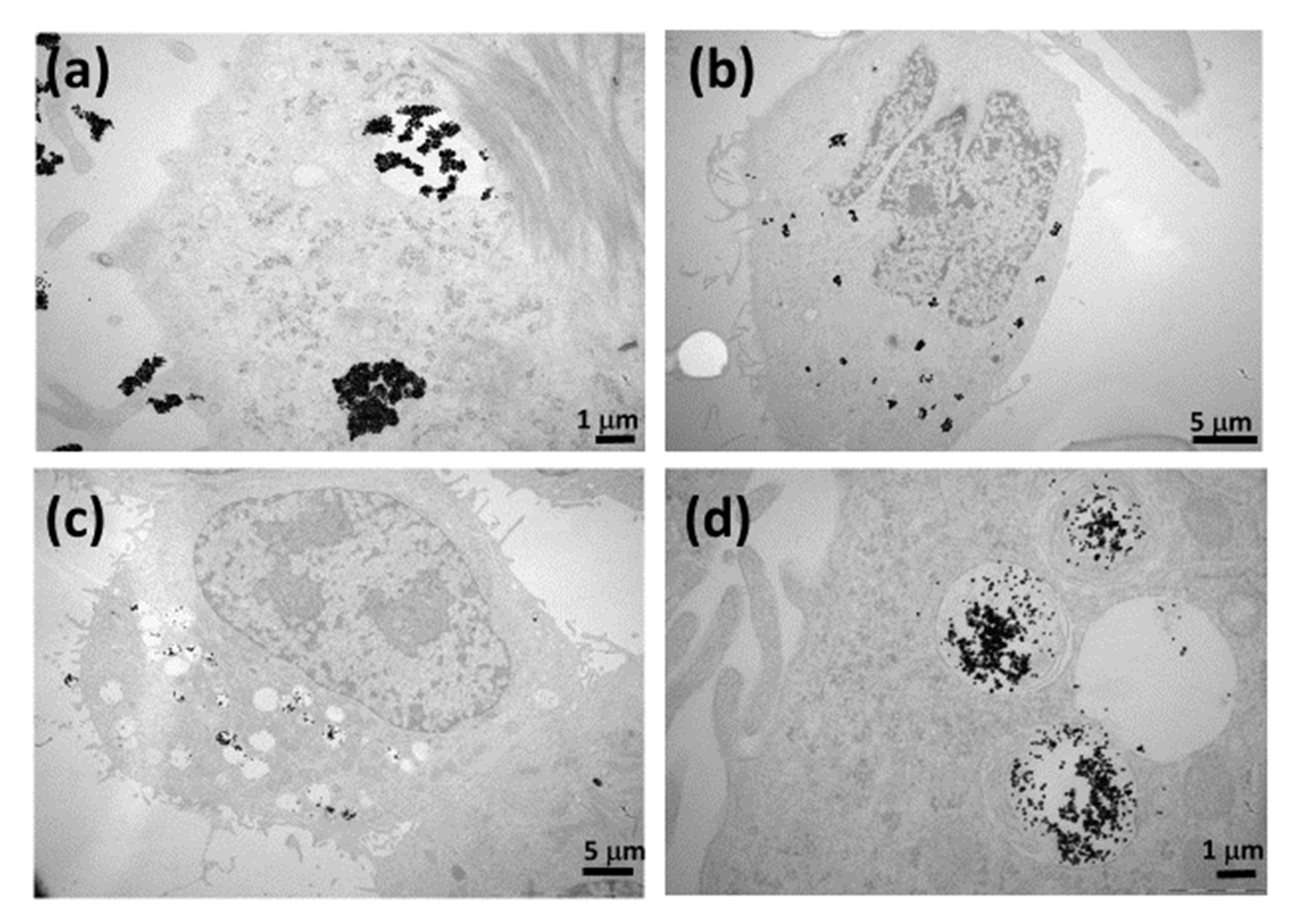 Biomedicines 09 01516 g006 550