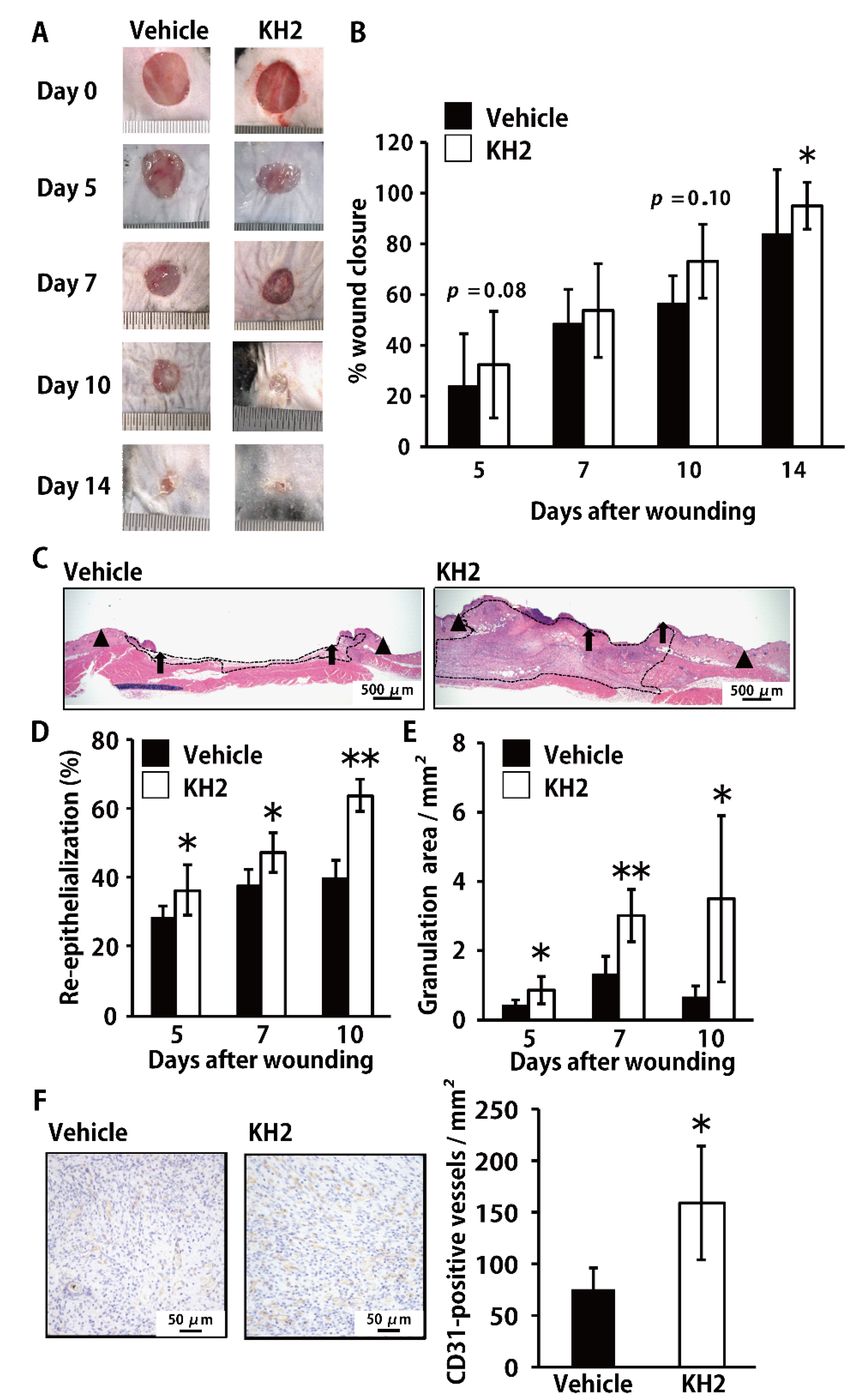 Biomedicines 09 01520 g001