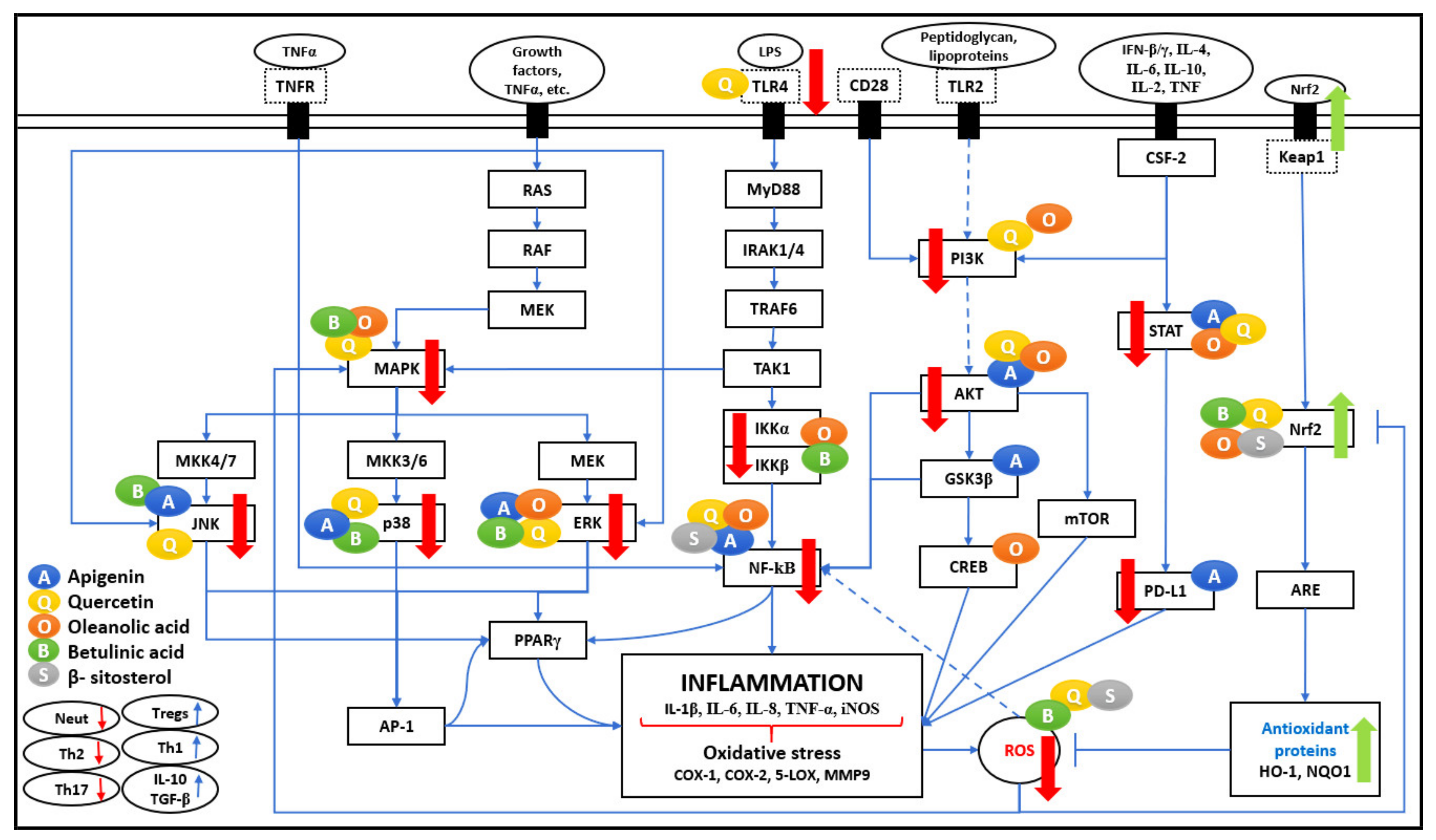 Biomedicines 09 01522 g001 550