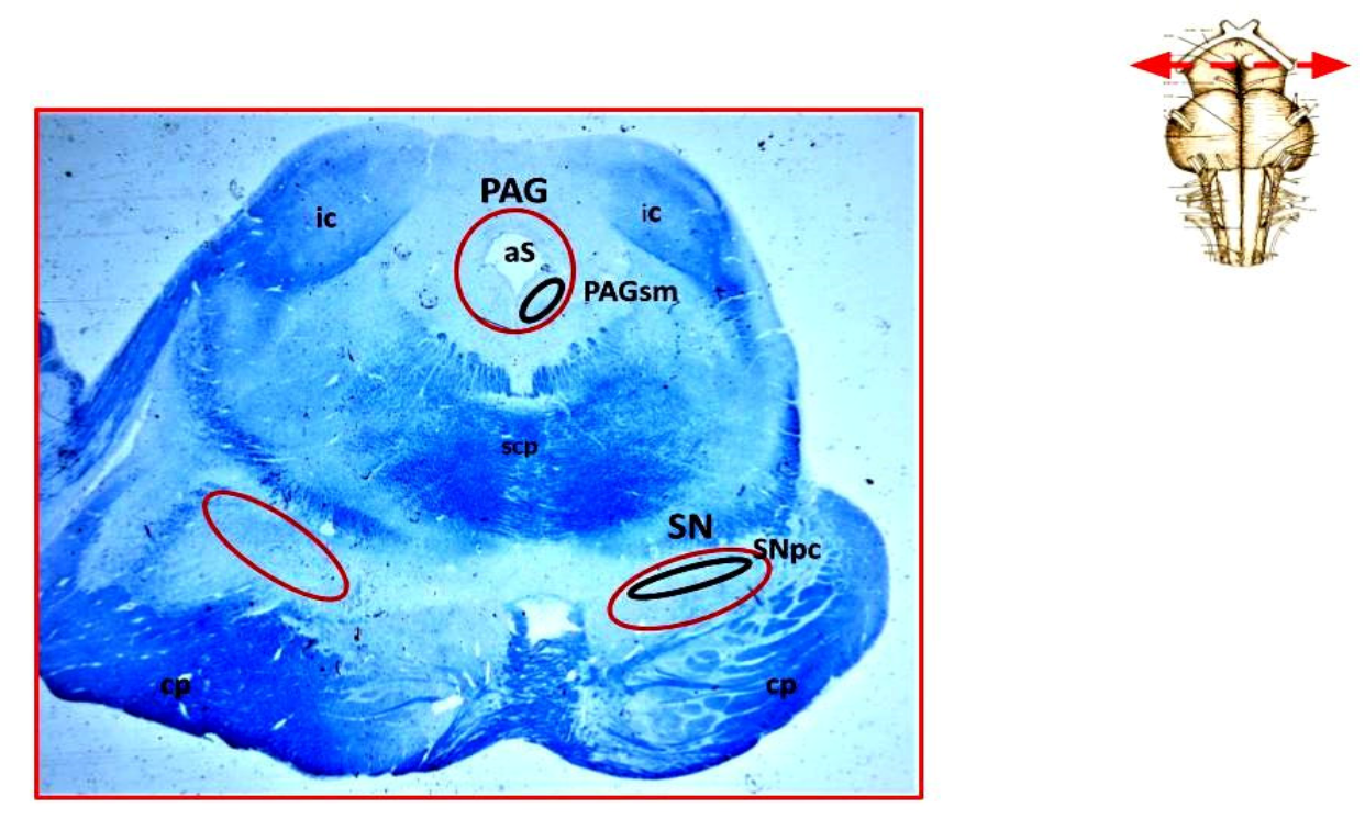 Biomedicines 09 01534 g001