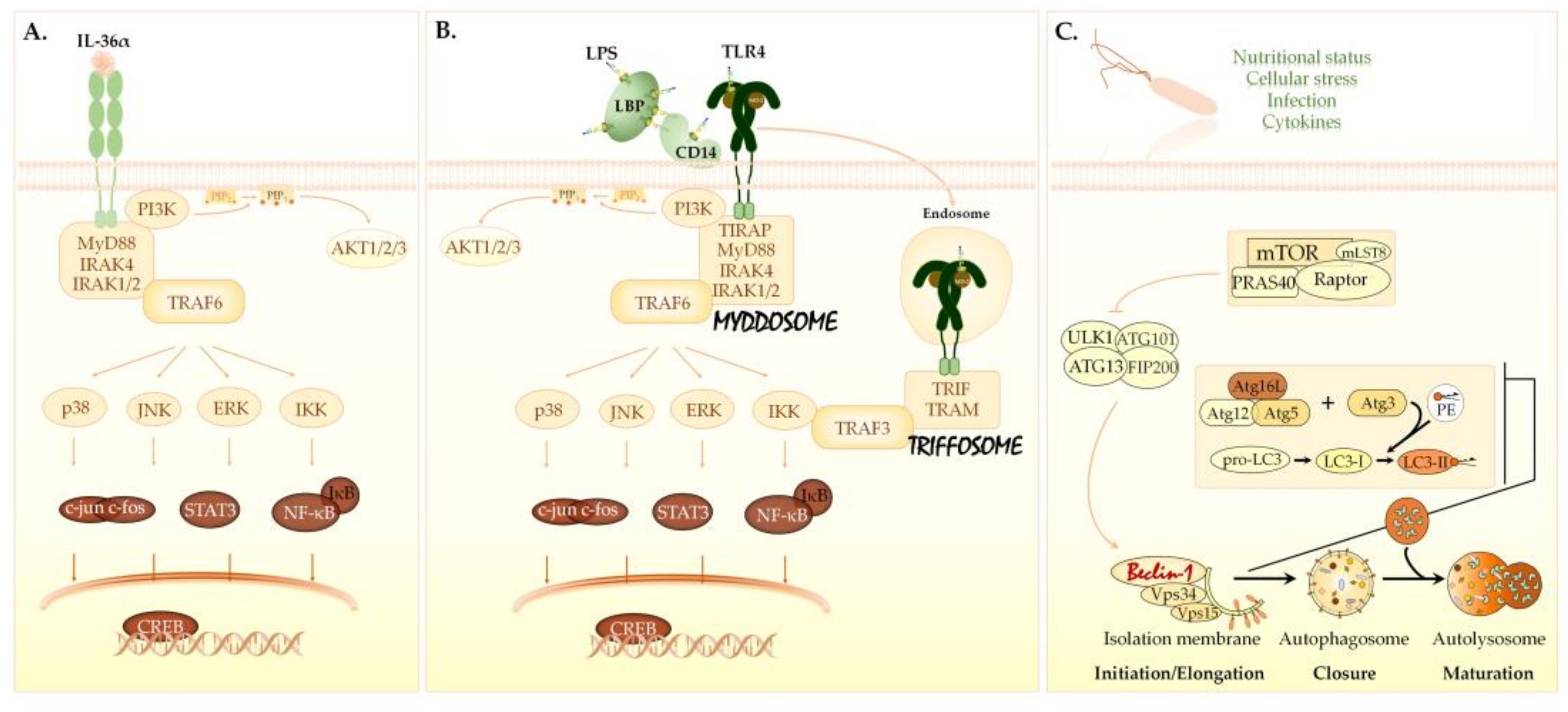Biomedicines 09 01541 g001 550