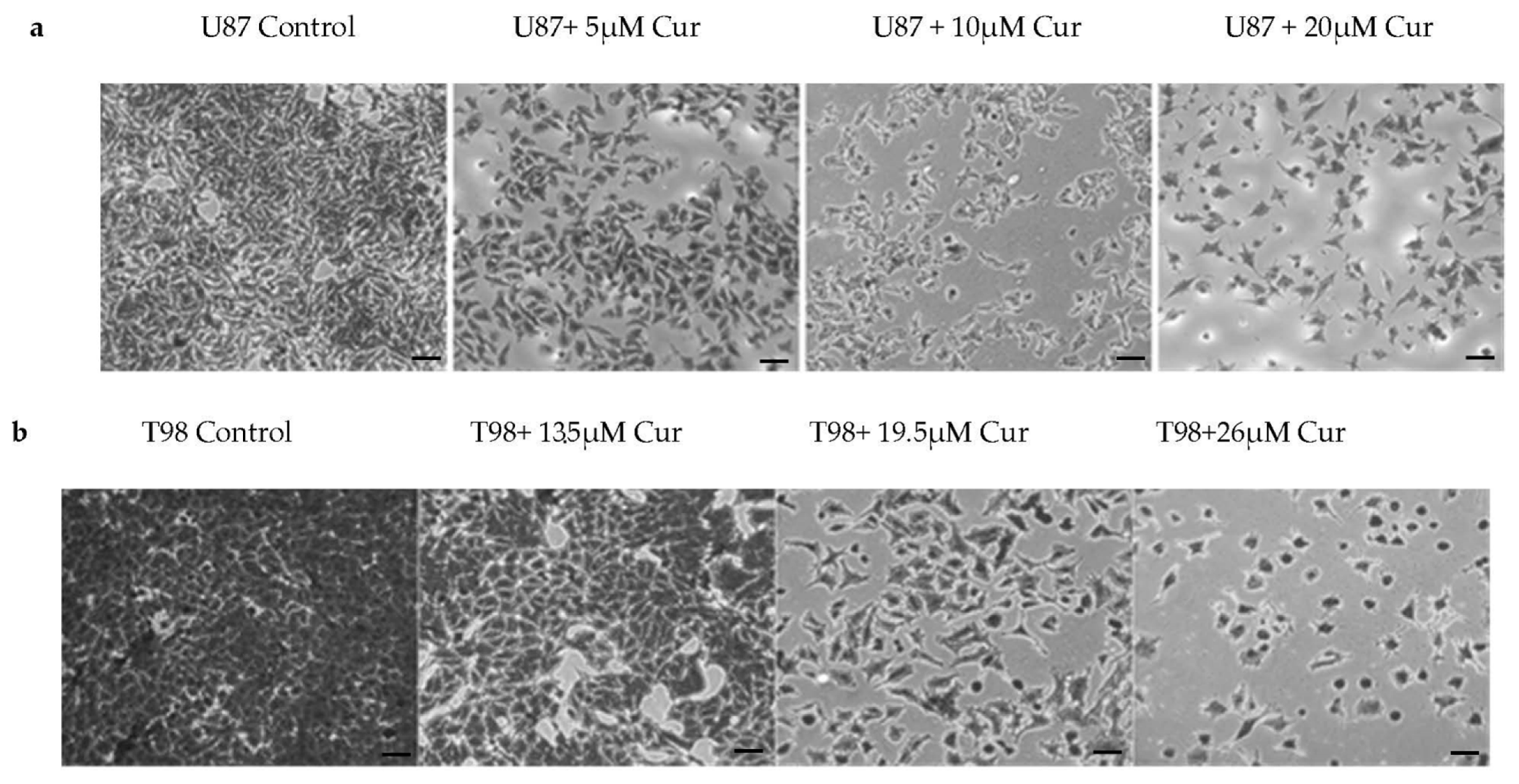 Biomedicines 09 01562 g003 550