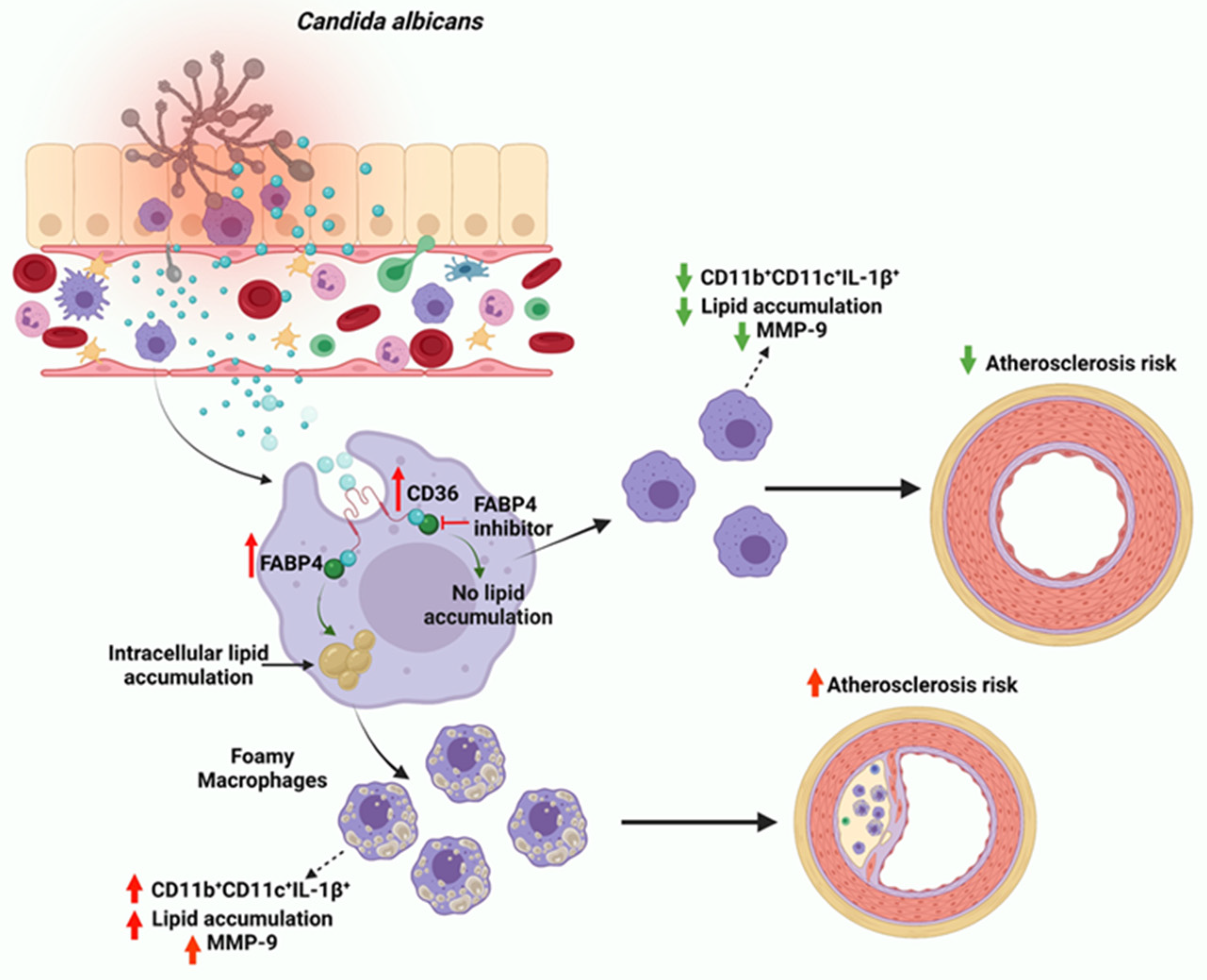 『 LIBRARIES 』Candida Hofer / 6月1日まで値下げ中 Candida albicans Induces Foaming and Inflammation in