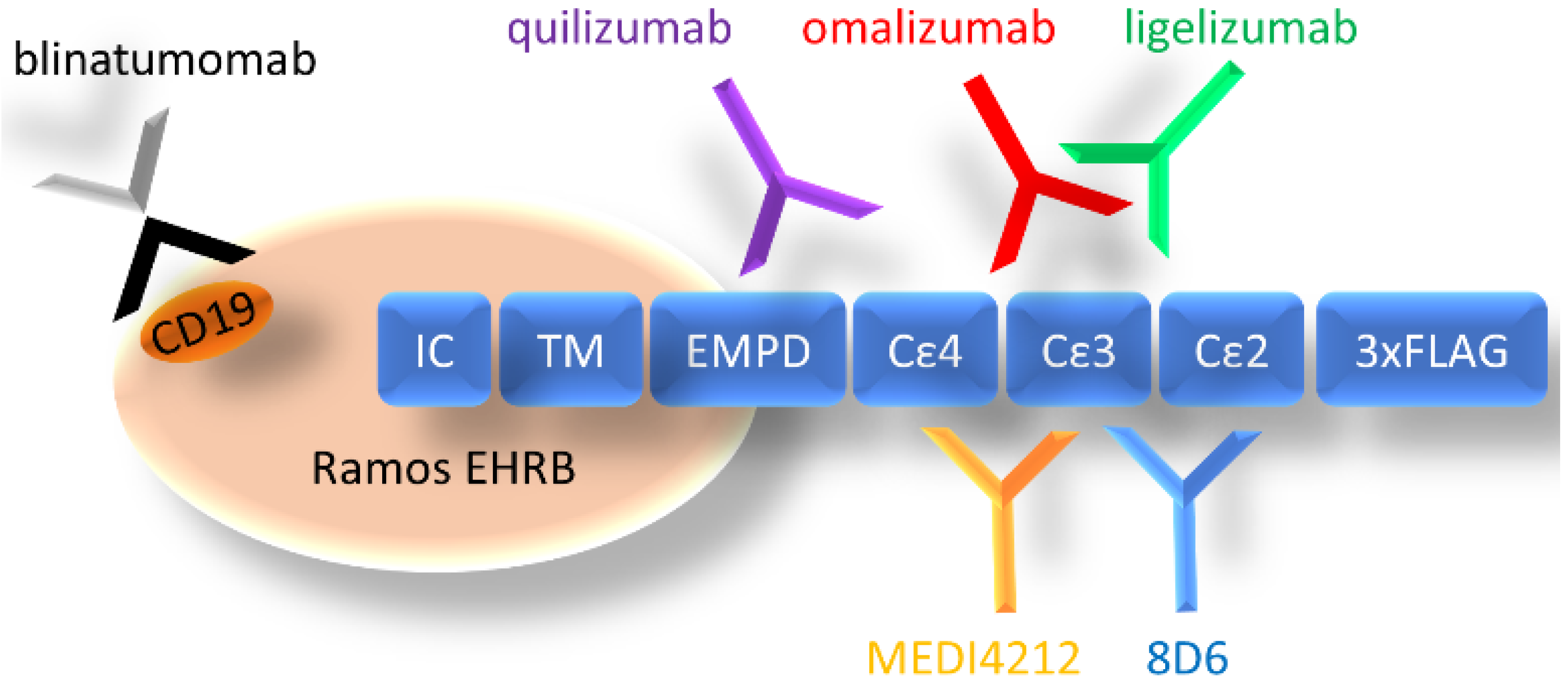Biomedicines 09 01568 g001 550