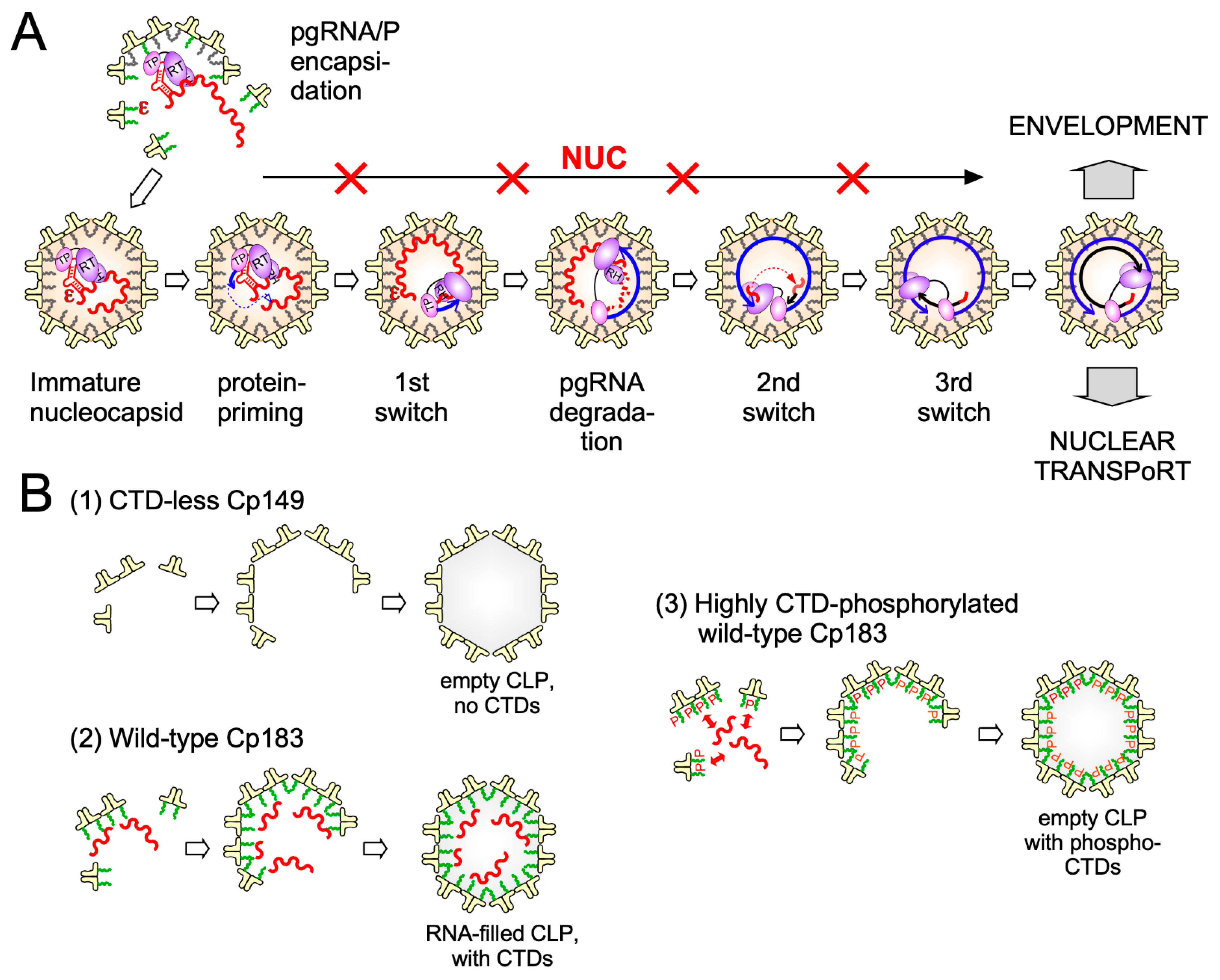 Biomedicines 09 01577 g003 Biomedicines 09 01577 g003