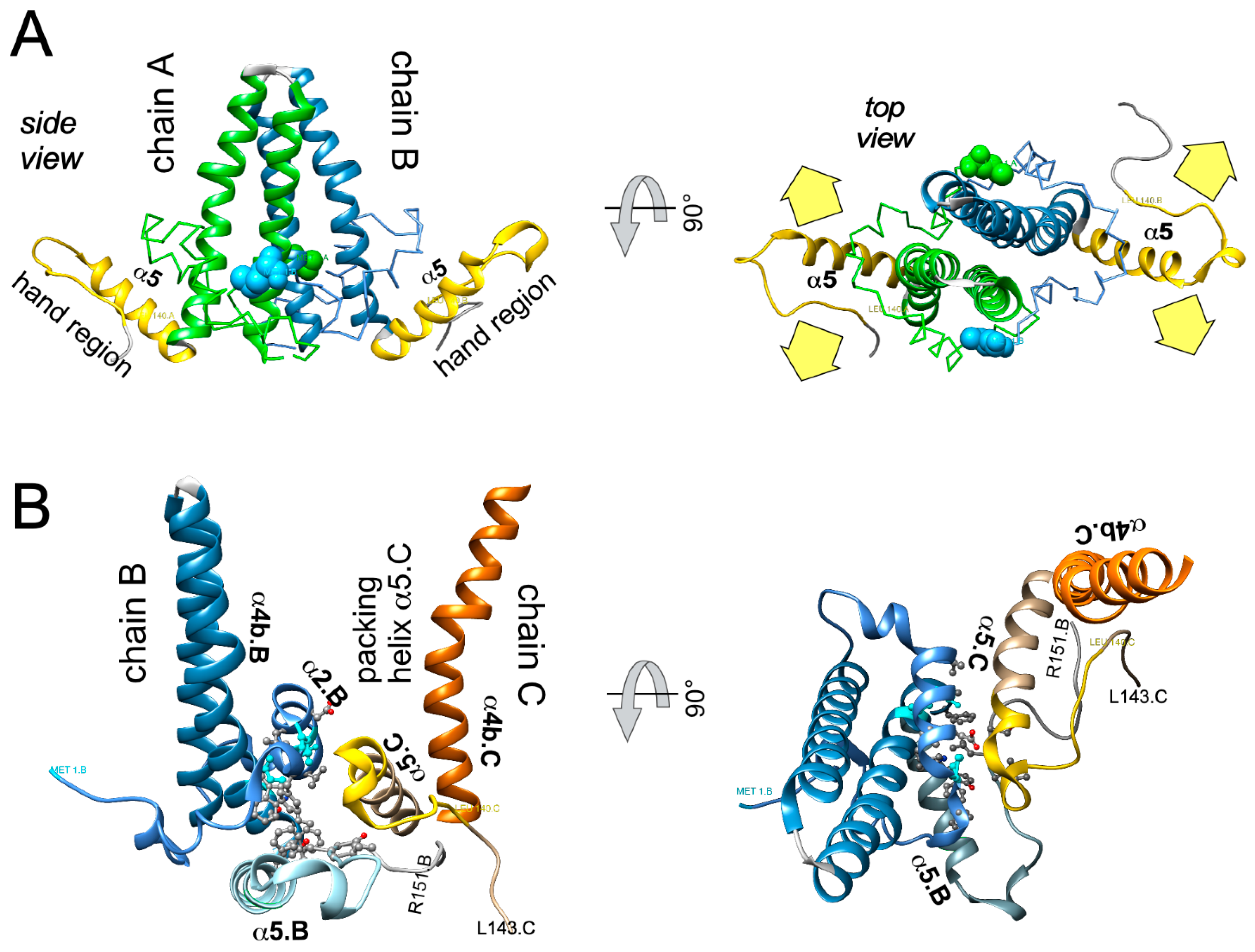 The Hepatitis B Virus Nucleocapsid—Dynamic Compartment for