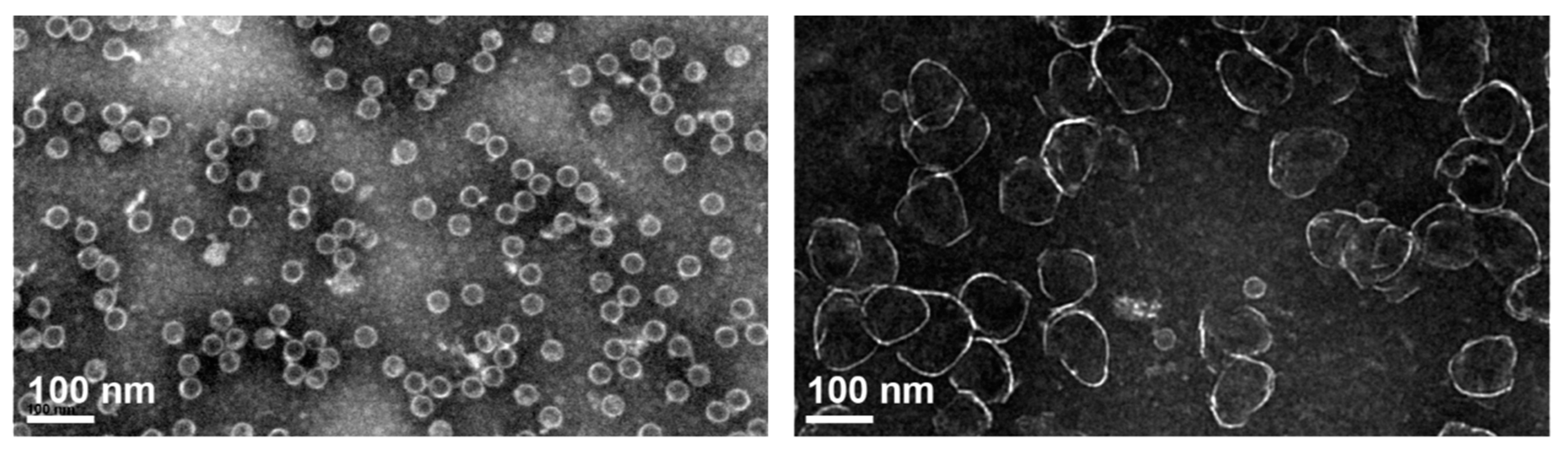 Biomedicines 09 01577 g009 Biomedicines 09 01577 g009