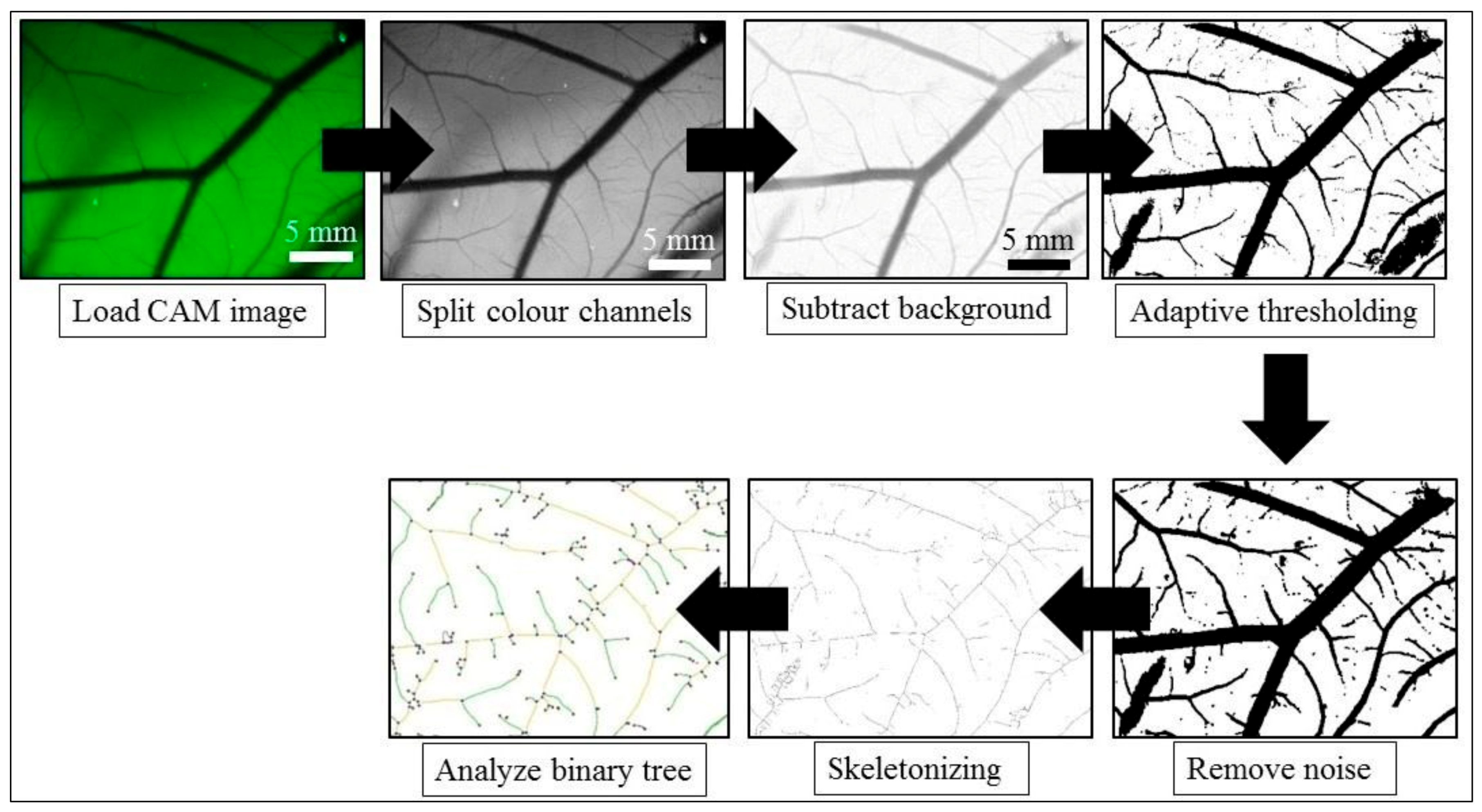 Biomedicines 09 01578 g0a12 Biomedicines 09 01578 g0a12