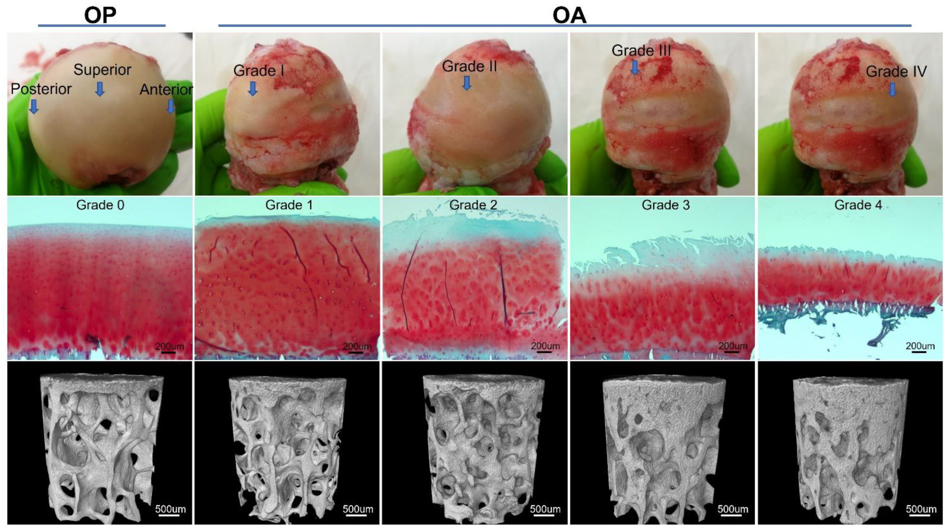 Biomedicines 09 01593 g001 550