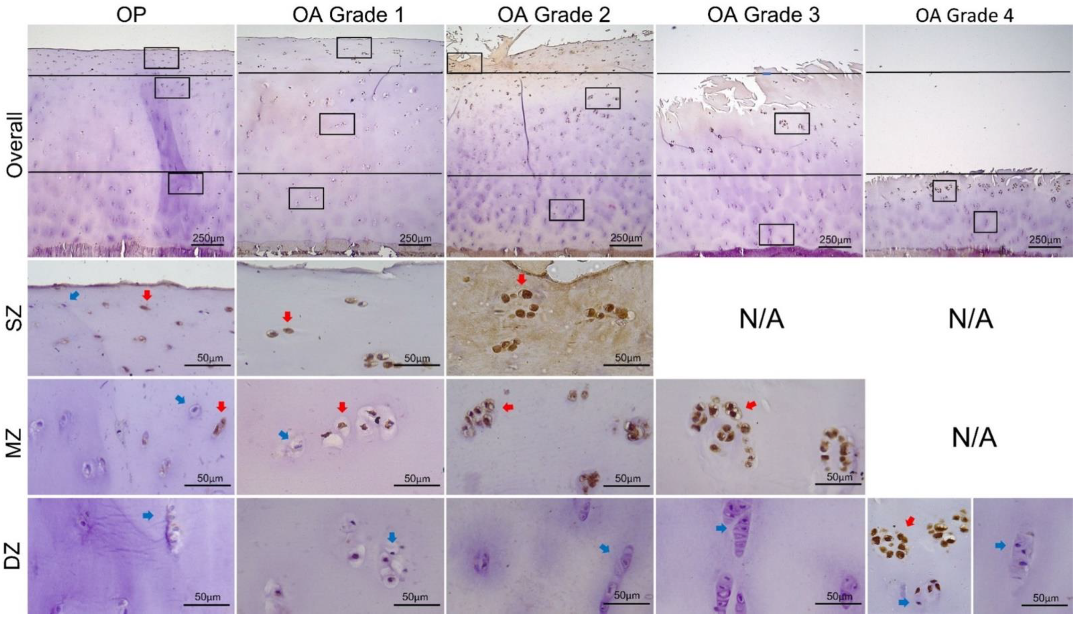 Biomedicines 09 01593 g004 550