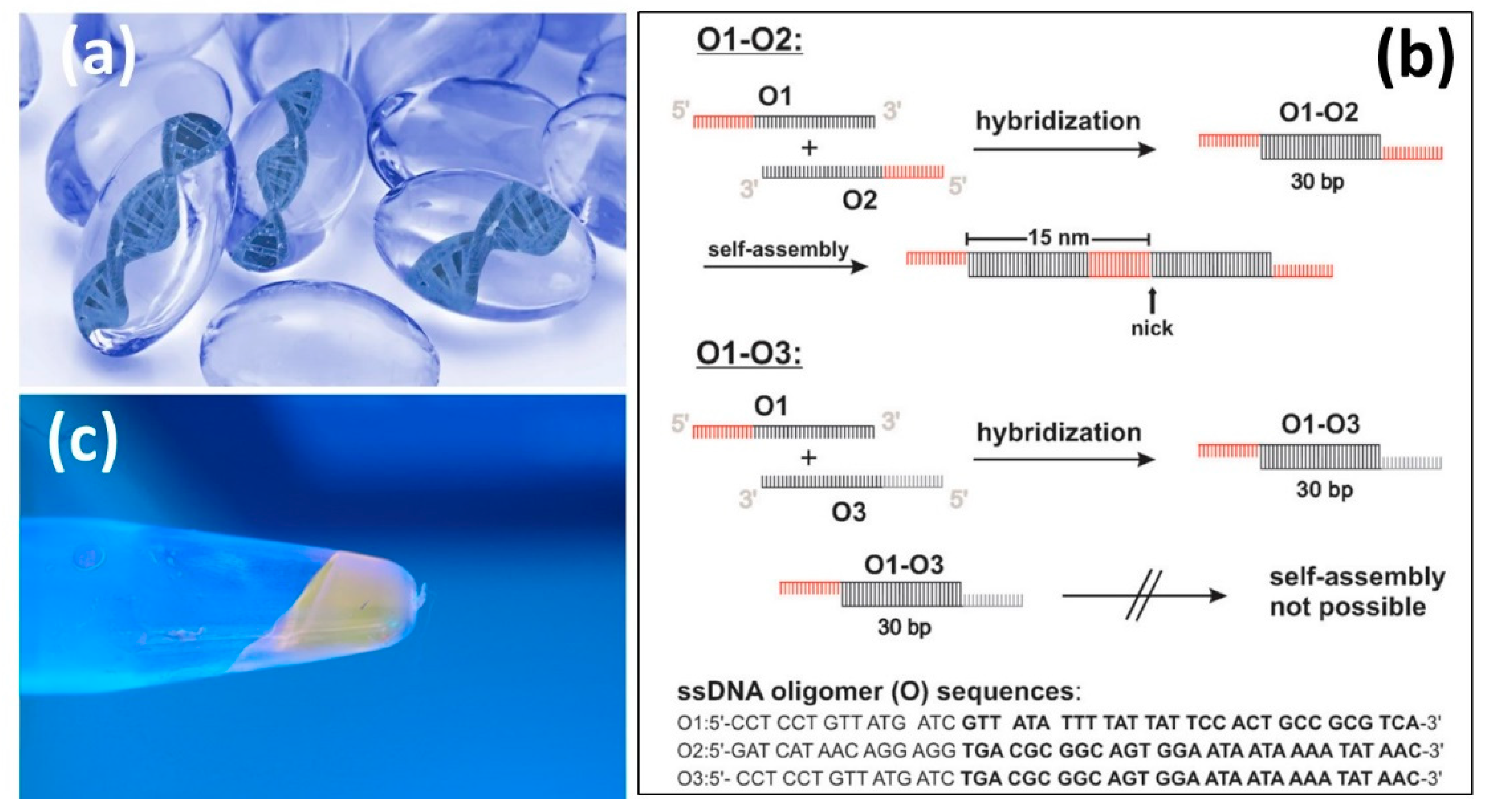 Biomedicines 09 01612 g001