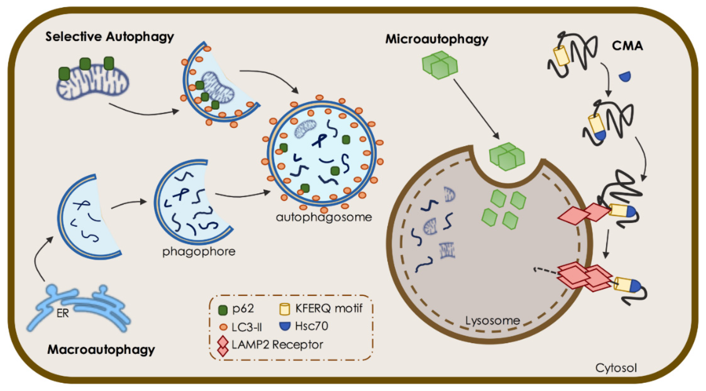 Biomedicines 09 01625 g001