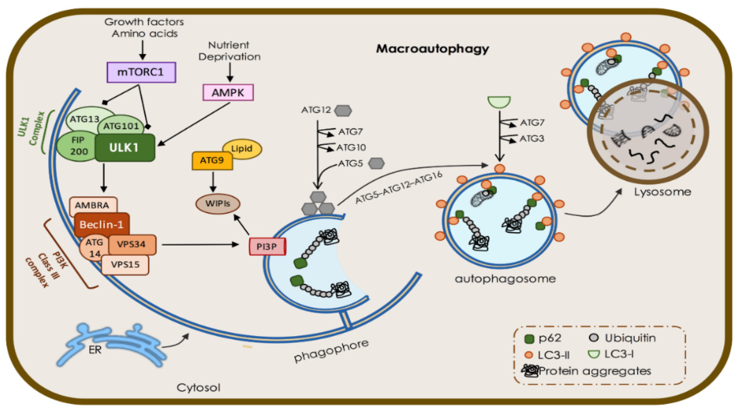 Biomedicines 09 01625 g002